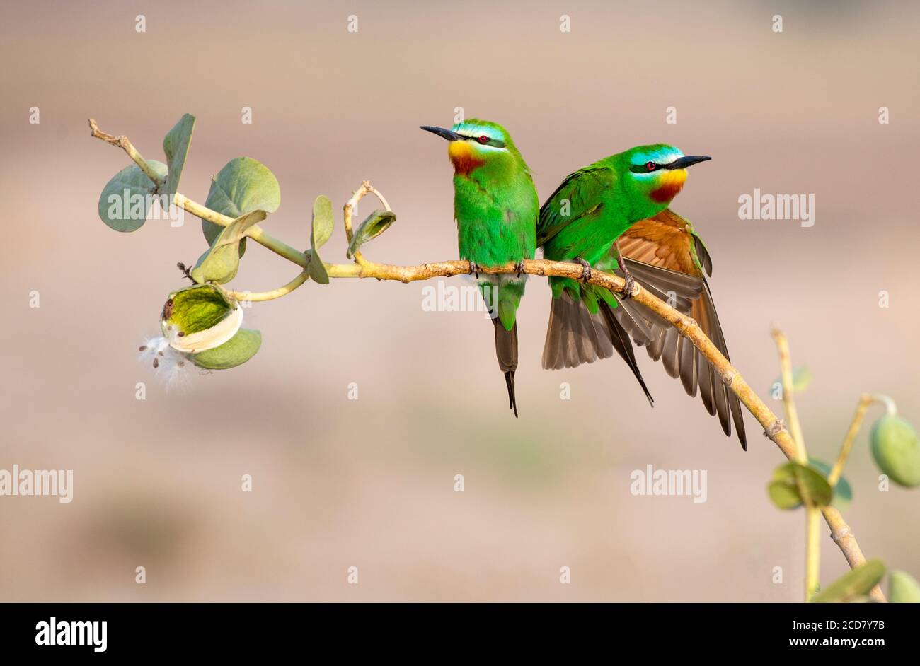 mangiatori di api nella fauna selvatica Foto Stock