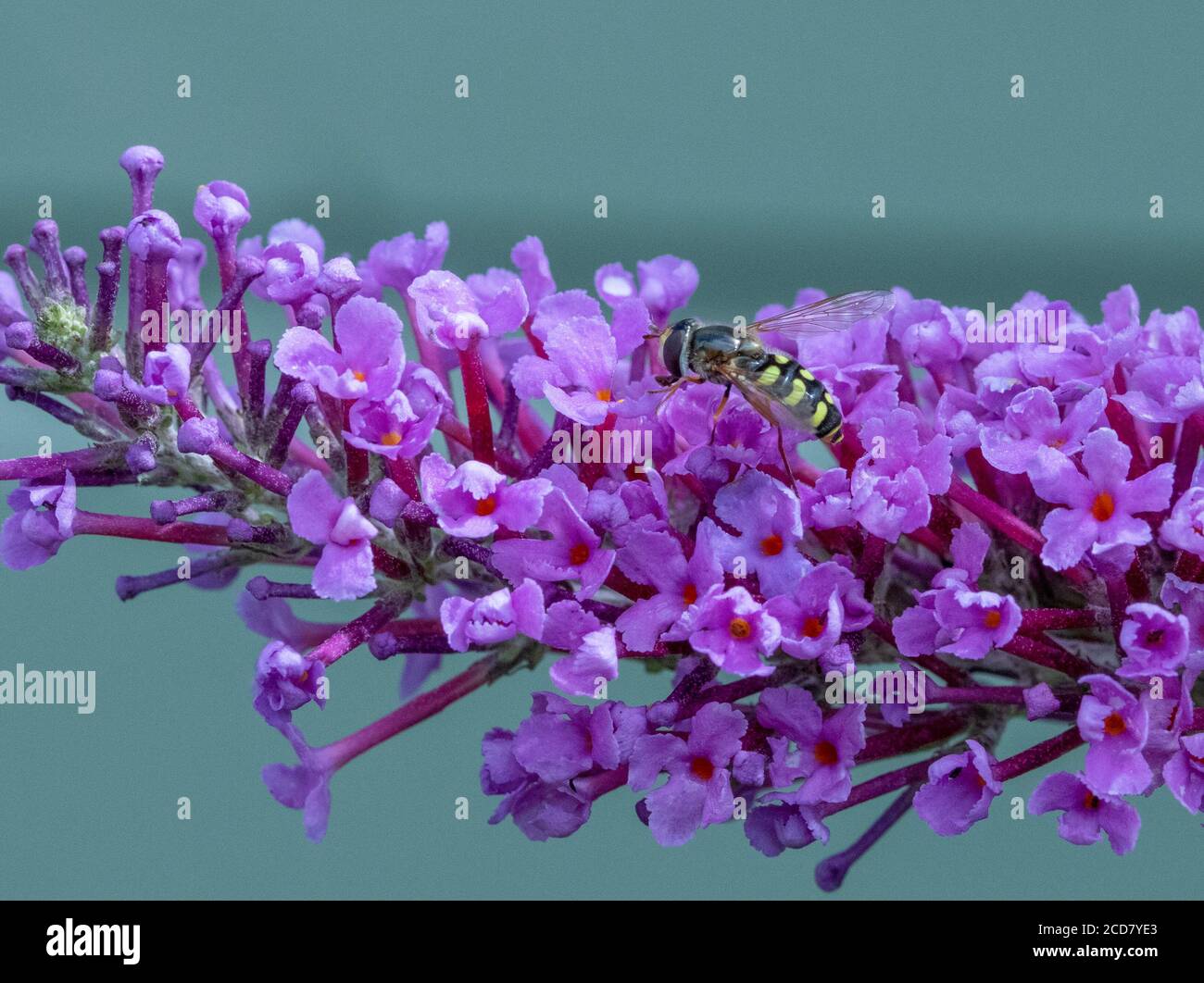 Eupeodes specie hoverfly Foto Stock