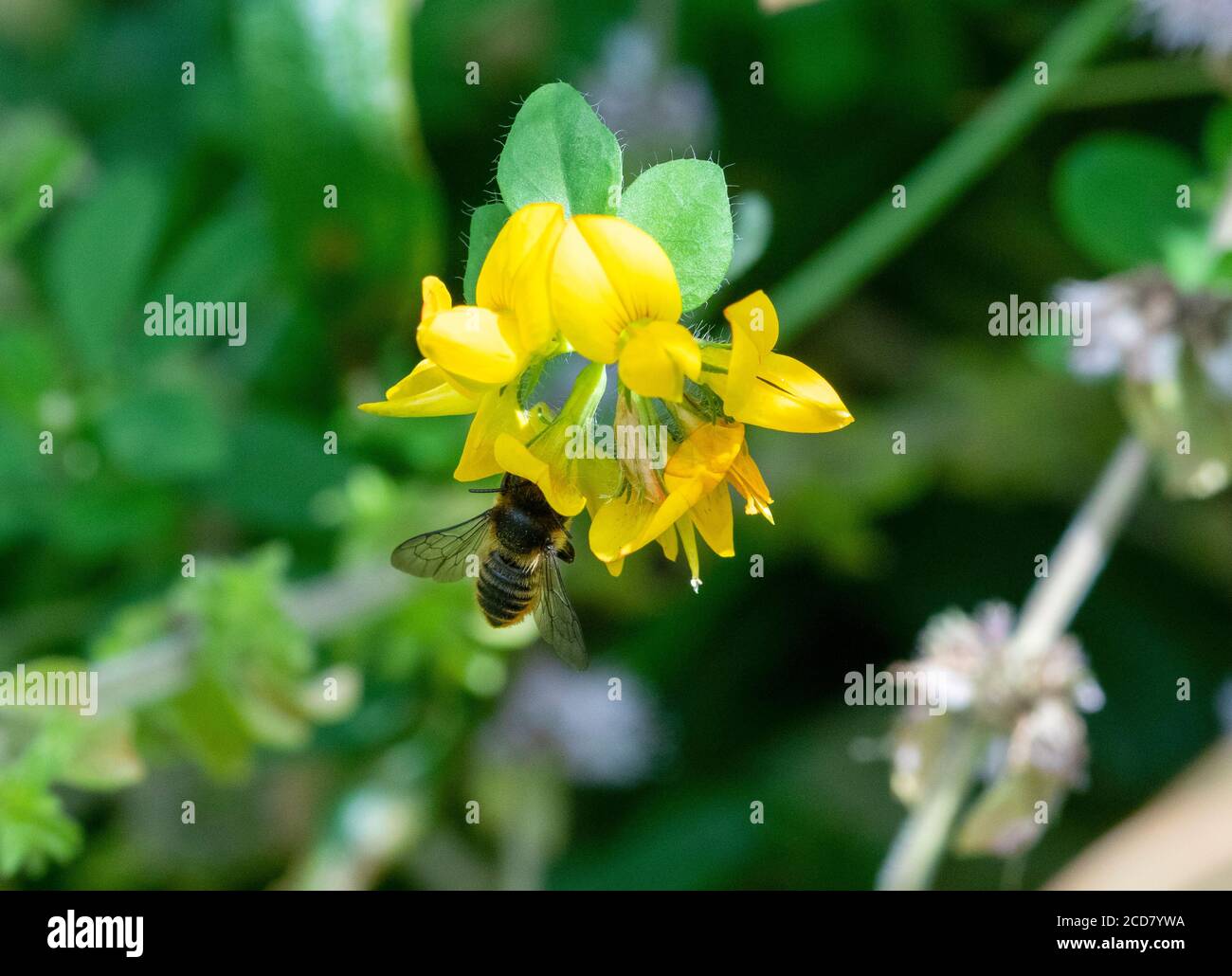 Patchwork Leafcutter Bee nutrire il fiore di trifoglio del piede del uccello Foto Stock