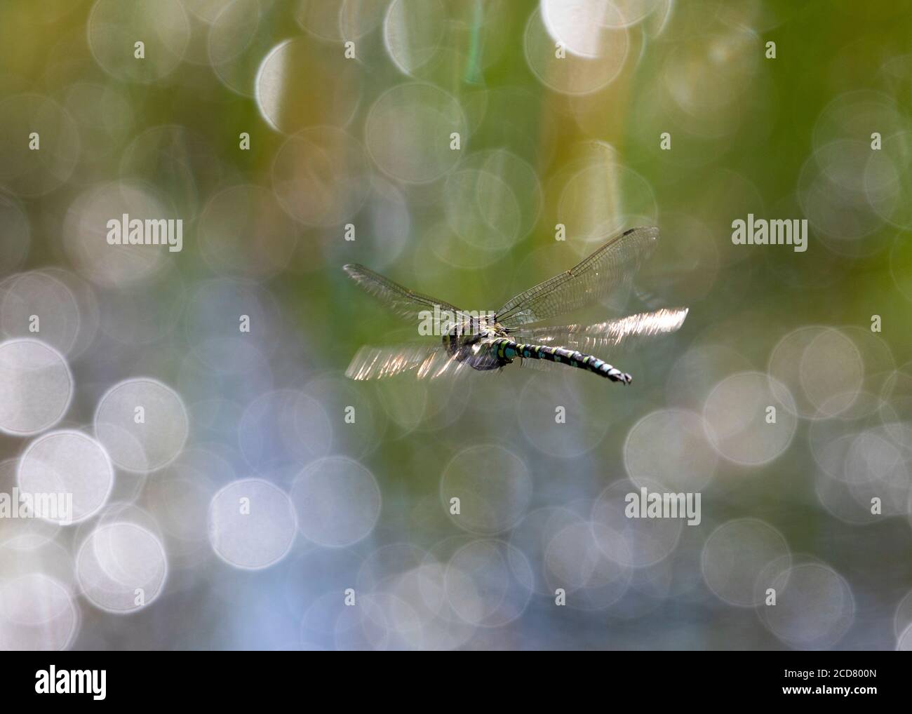 Southern Hawker Dragonfly maschio in volo Foto Stock