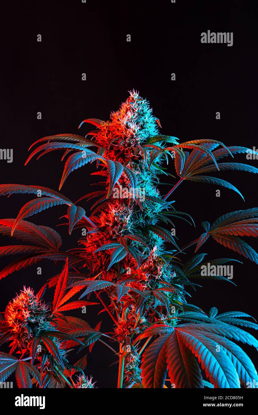 Dual toned Red e Blue Vaporwave Flowering Medical Marijuana o. Pianta di canapa su sfondo nero minimalista Foto Stock