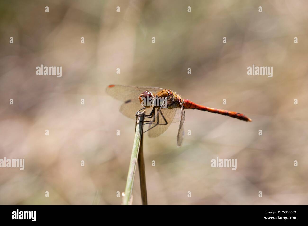 Darter Dragonfly comune maschio Foto Stock