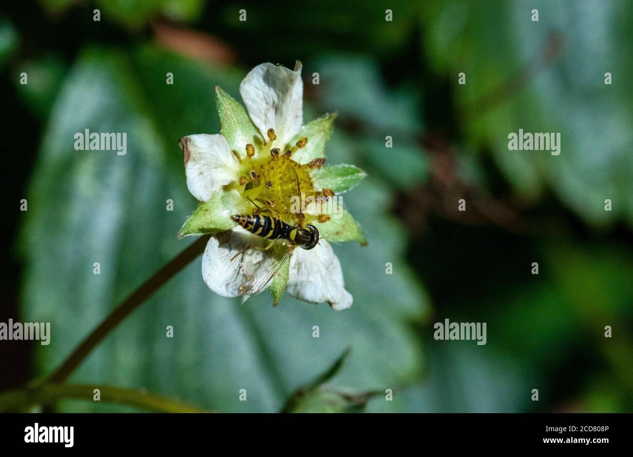 Le specie di Sphaeropyhoria volano sul fiore di fragola Foto Stock