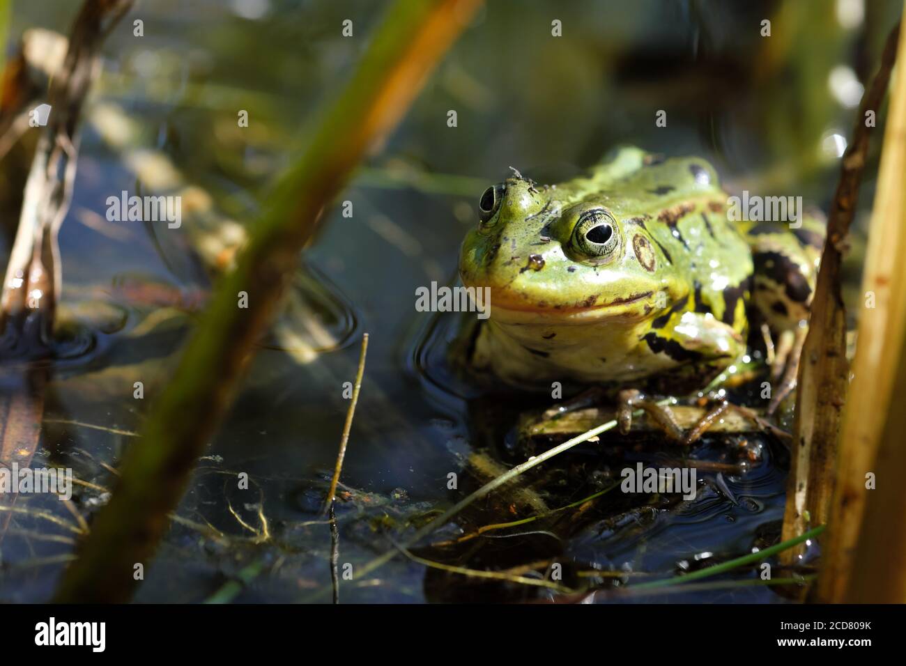 Rana di palude ( Pelophylax ridibundus ) È la rana più grande d'Europa vista qui in Polonia estate 2020 Foto Stock