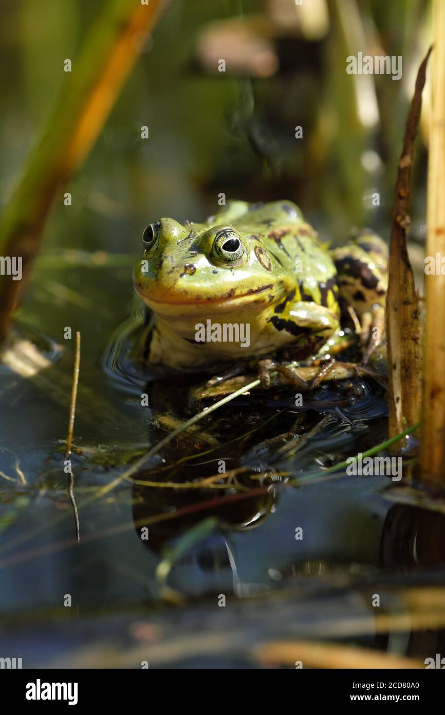 Rana di palude ( Pelophylax ridibundus ) È la rana più grande d'Europa vista qui in Polonia estate 2020 Foto Stock