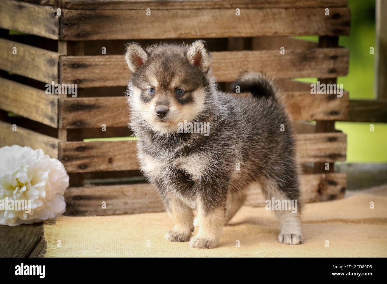 teddy bear pomsky