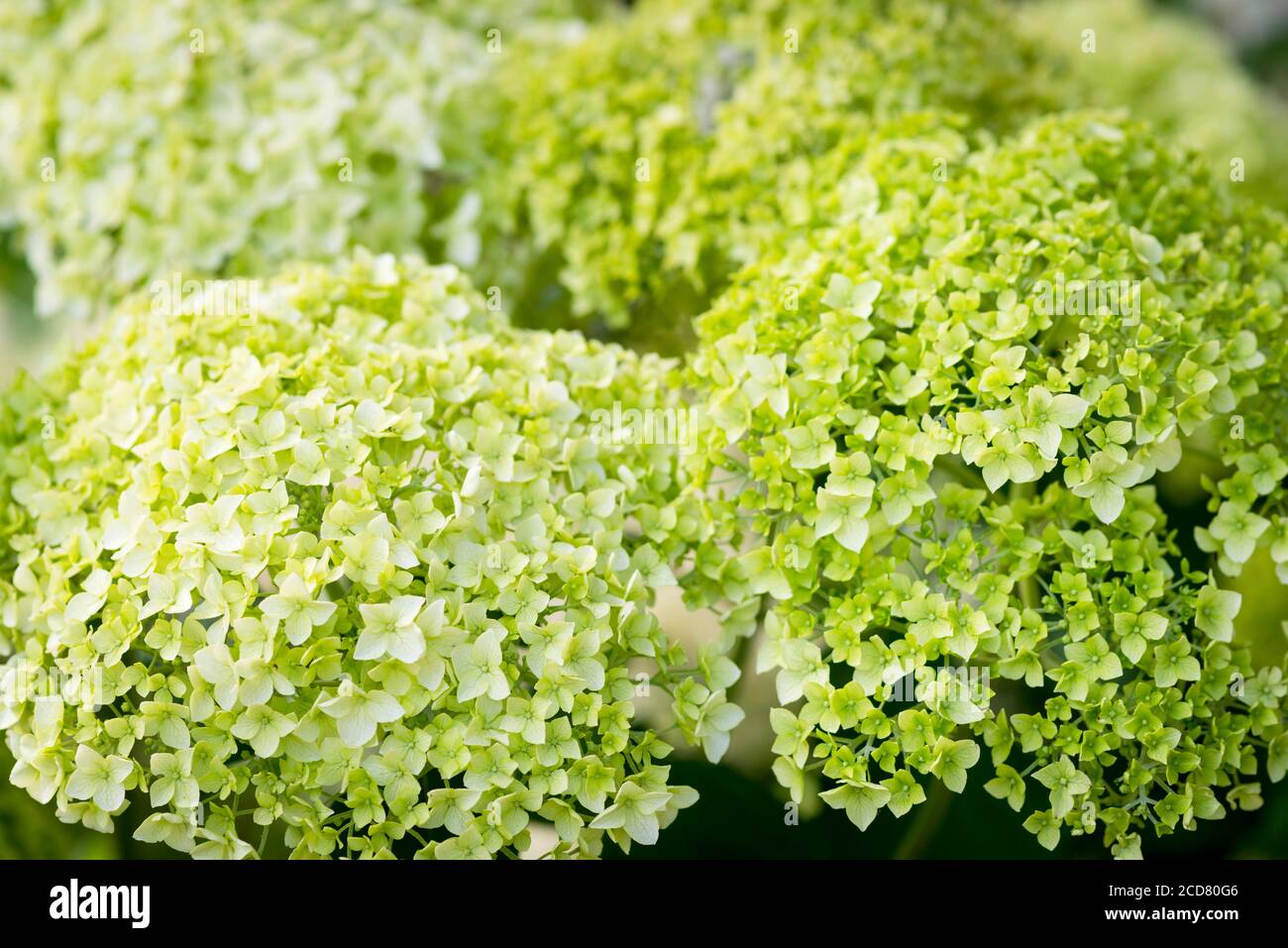 Verde Hydrangea fiorisce Foto Stock