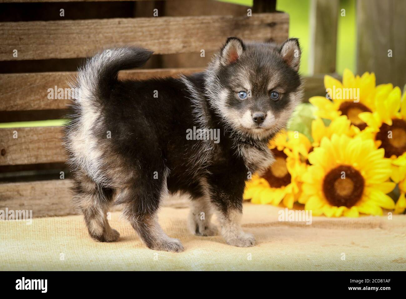 Pomsky Puppy di fronte alla cassa di legno con fiori Foto Stock