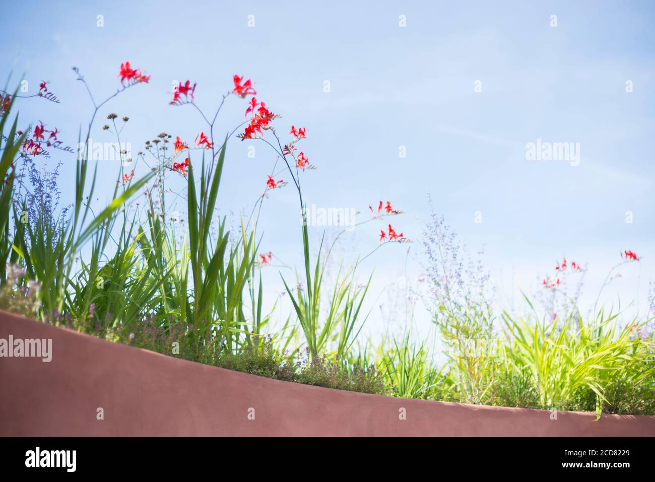 CROCOSMIA ‘LUCIFERO’ CONTRO UN CIELO BLU NELLO SPETTACOLO GIARDINO ‘SABO: IL CERCHIO DELLA VITA’ PROGETTATO DA STEFANO PASSEROTTI AL RHS HAMPTON COURT PALACE FL Foto Stock