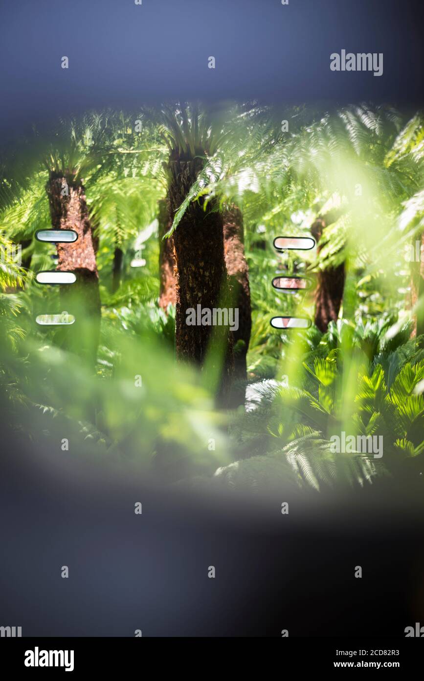 FELCI NELLO SPETTACOLO GIARDINO ‘LA VISIONE INTELLIGENTE GIARDINO’ AVENDO LA VISIONE DI VEDERE OLTRE LA MALATTIA MENTALE, PROGETTATO DA STEVE SMITH AL RHS HAMPTON COURT PA Foto Stock