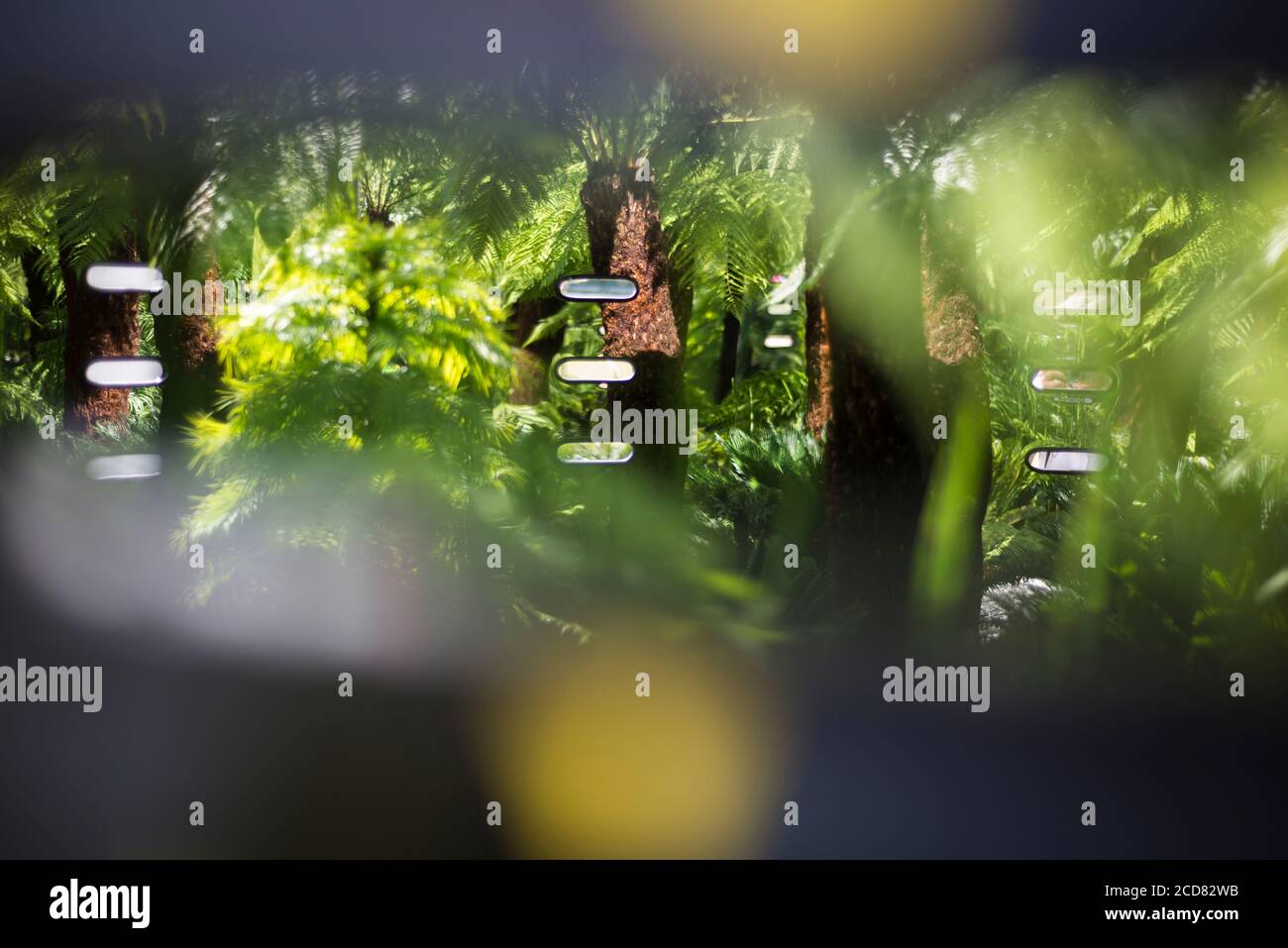 FELCI NELLO SPETTACOLO GIARDINO ‘LA VISIONE INTELLIGENTE GIARDINO’ AVENDO LA VISIONE DI VEDERE OLTRE LA MALATTIA MENTALE, PROGETTATO DA STEVE SMITH AL RHS HAMPTON COURT PA Foto Stock