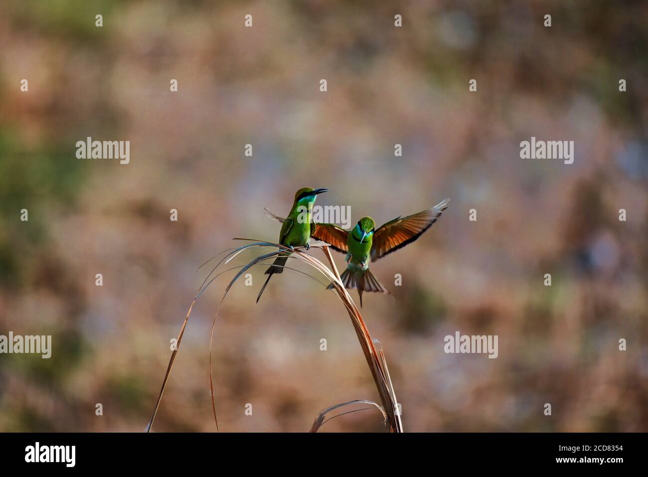 mangiatori di api nella fauna selvatica Foto Stock