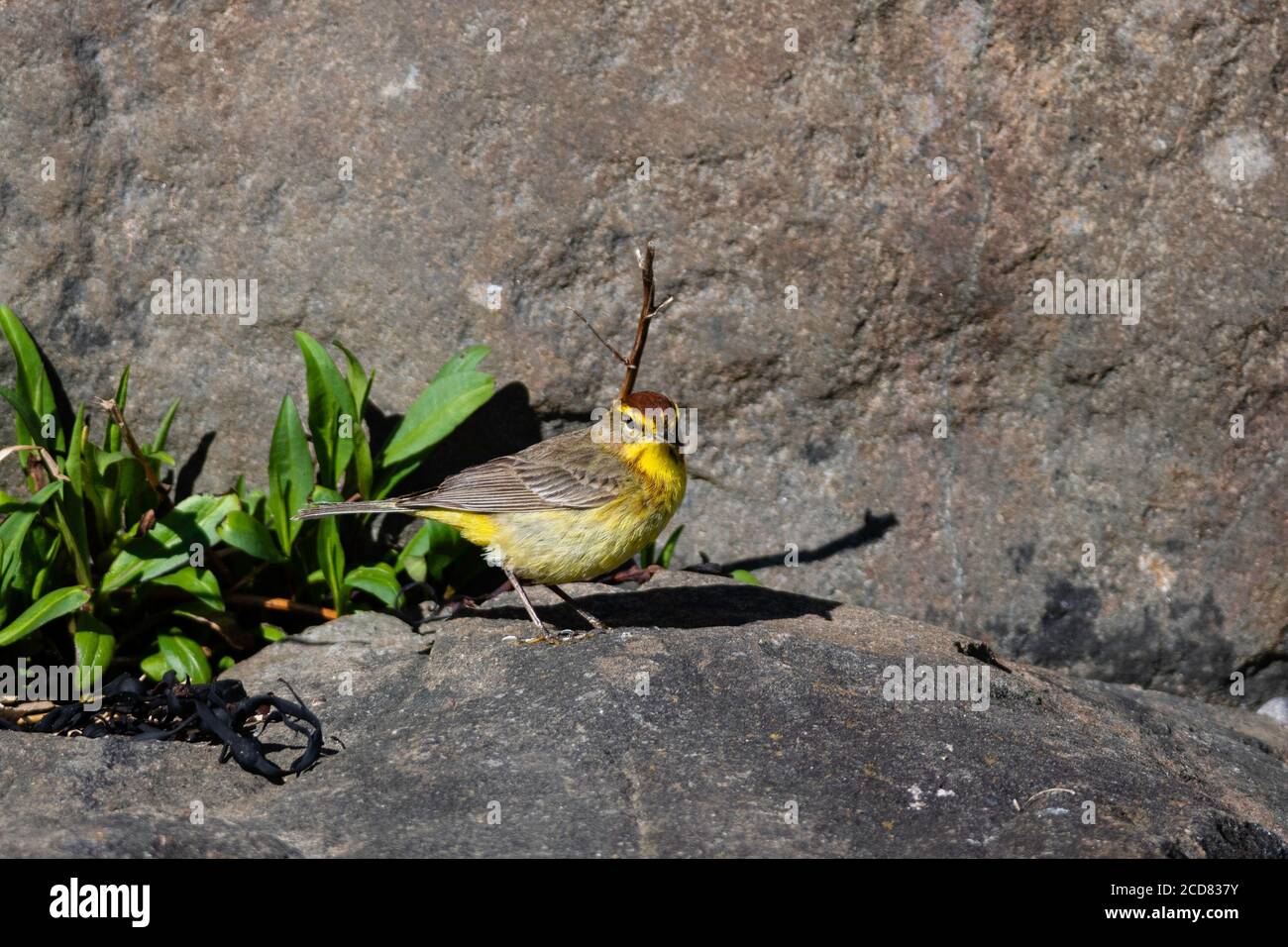 Palm Warbler (Setophaga palmarum) su rocce vicino all'oceano Foto Stock