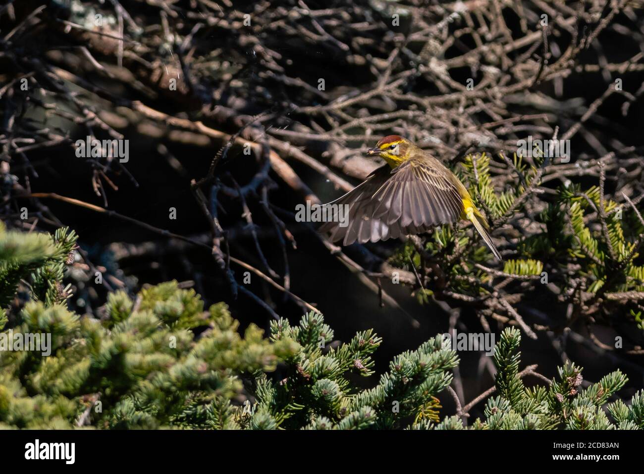 Palm Warbler (Setophaga palmarum) in volo a caccia di preda Foto Stock