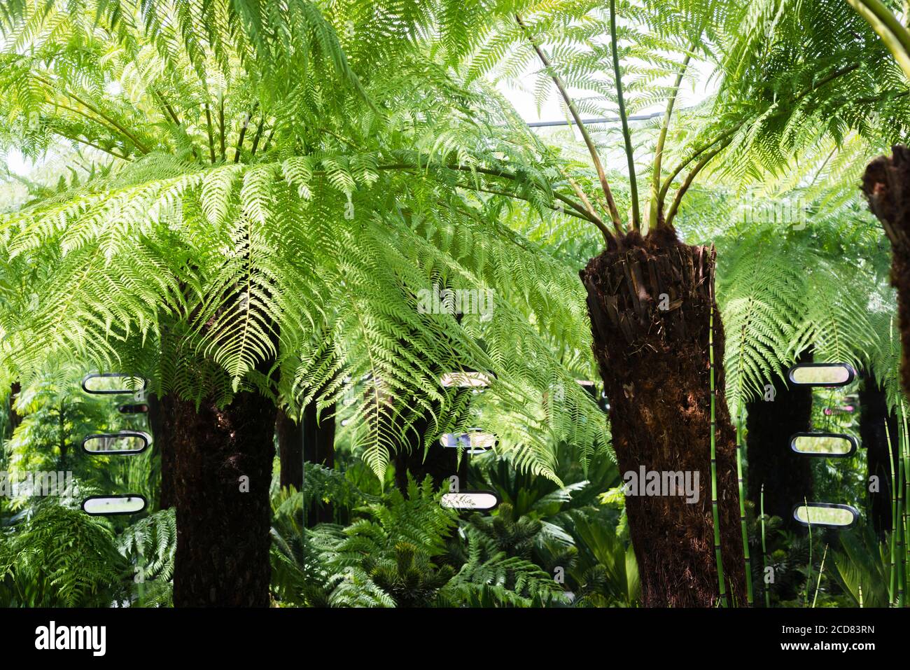 FELCI NELLO SPETTACOLO GIARDINO ‘LA VISIONE INTELLIGENTE GIARDINO’ AVENDO LA VISIONE DI VEDERE OLTRE LA MALATTIA MENTALE, PROGETTATO DA STEVE SMITH AL RHS HAMPTON COURT PA Foto Stock