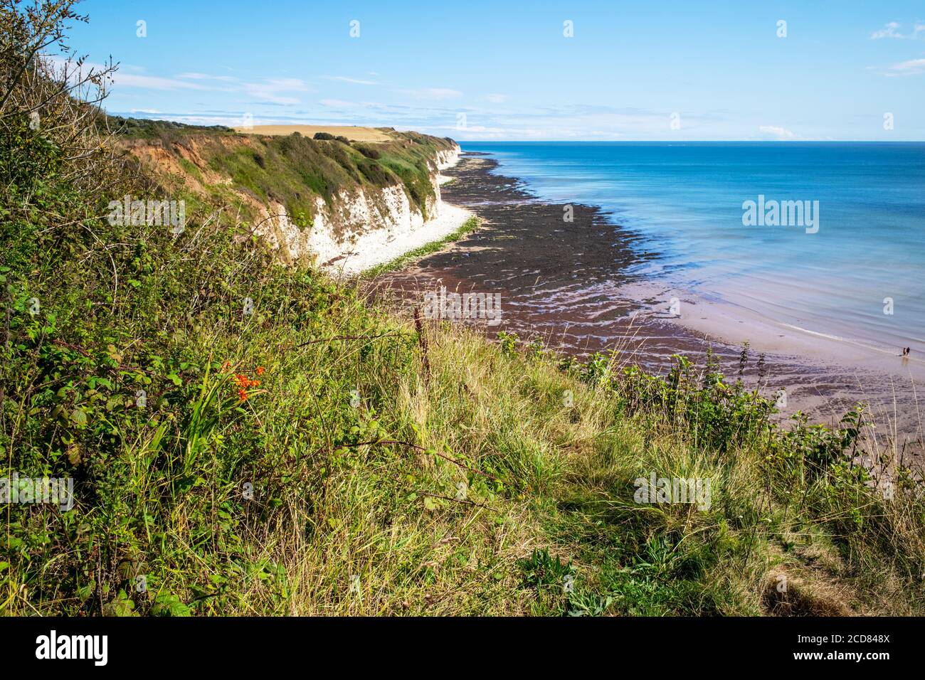 Uno stabilimento di Montbretia, situato al di sopra di Danes Dyke, Sewerby, North Yorkshire, Regno Unito Foto Stock