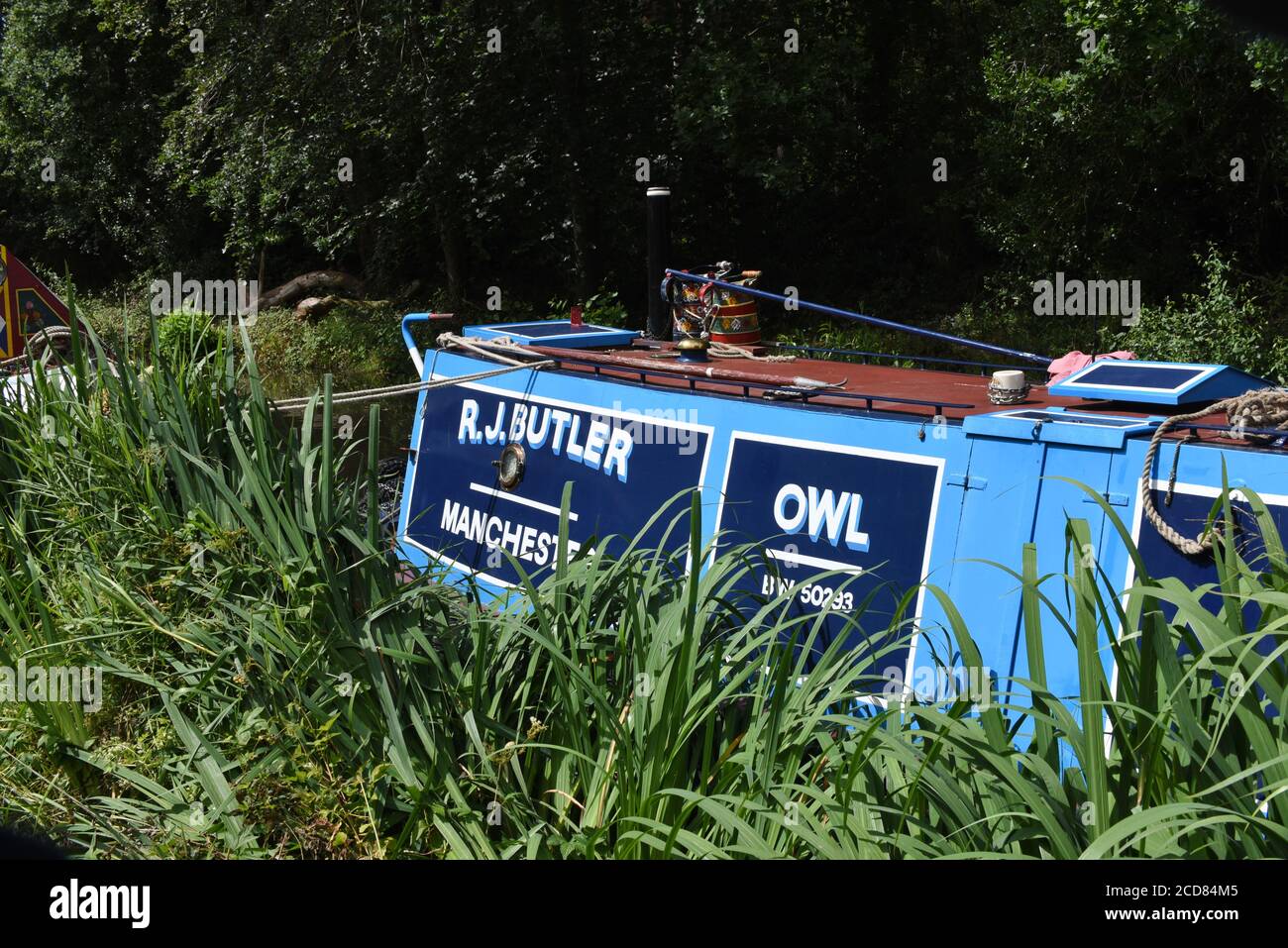 Una barca tra canne sul bel canale Basingstoke vicino Woking Foto Stock