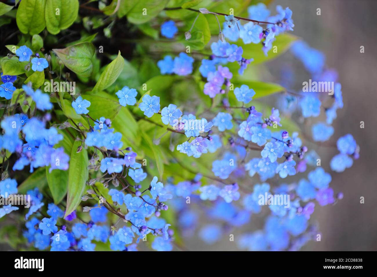Blue Flowed Cherry Ingram pianta di foglia larga Foto Stock