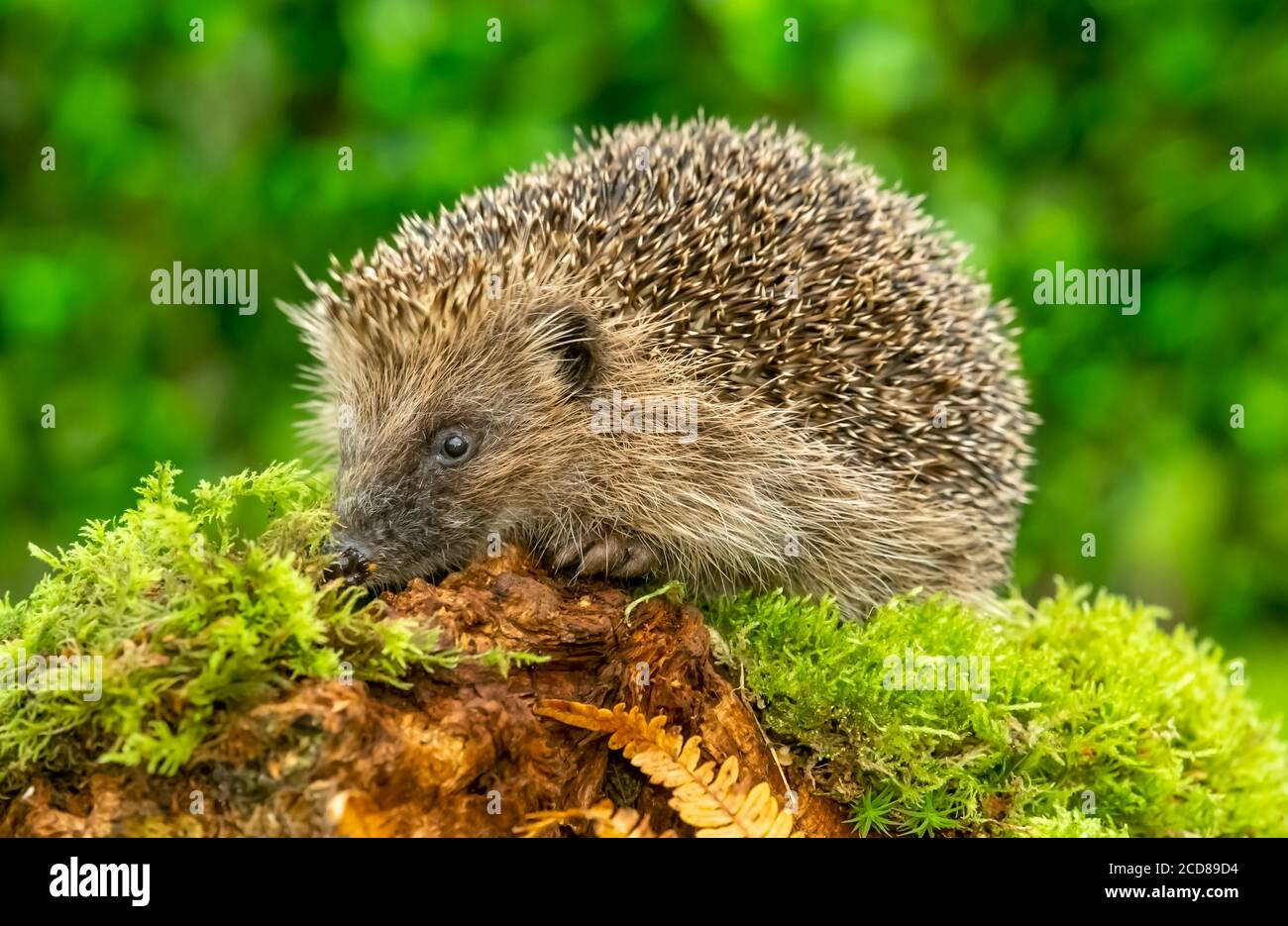 Riccio, selvatico, nativo, riccio europeo, foraggio in habitat boschivo naturale con muschio verde e felci dorati. Orizzontale. Spazio per la copia. Foto Stock