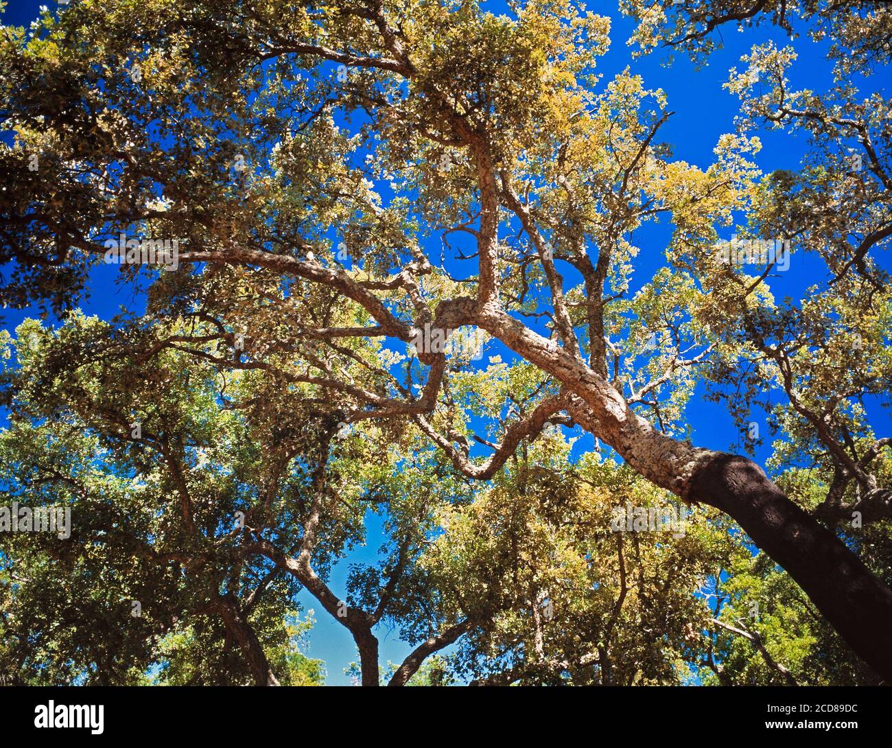 Cork Oak Trees, Quercus suber, Portogallo è il più grande produttore di sughero. Foto Stock