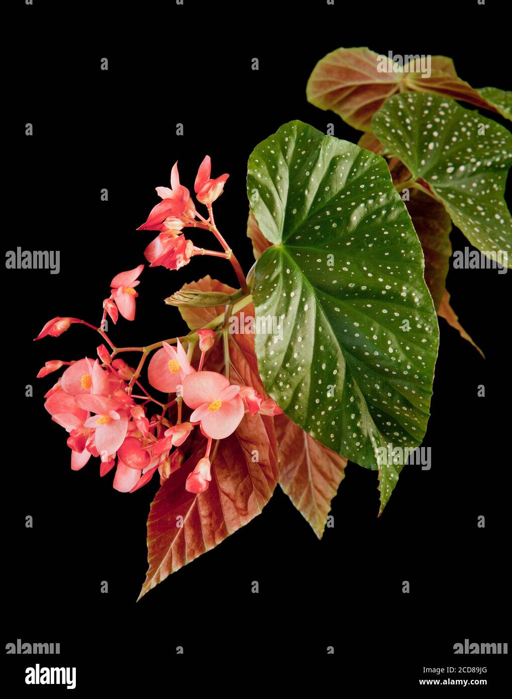 Begonia x collins lucerna, in fiore, popolare pianta domestica Foto Stock