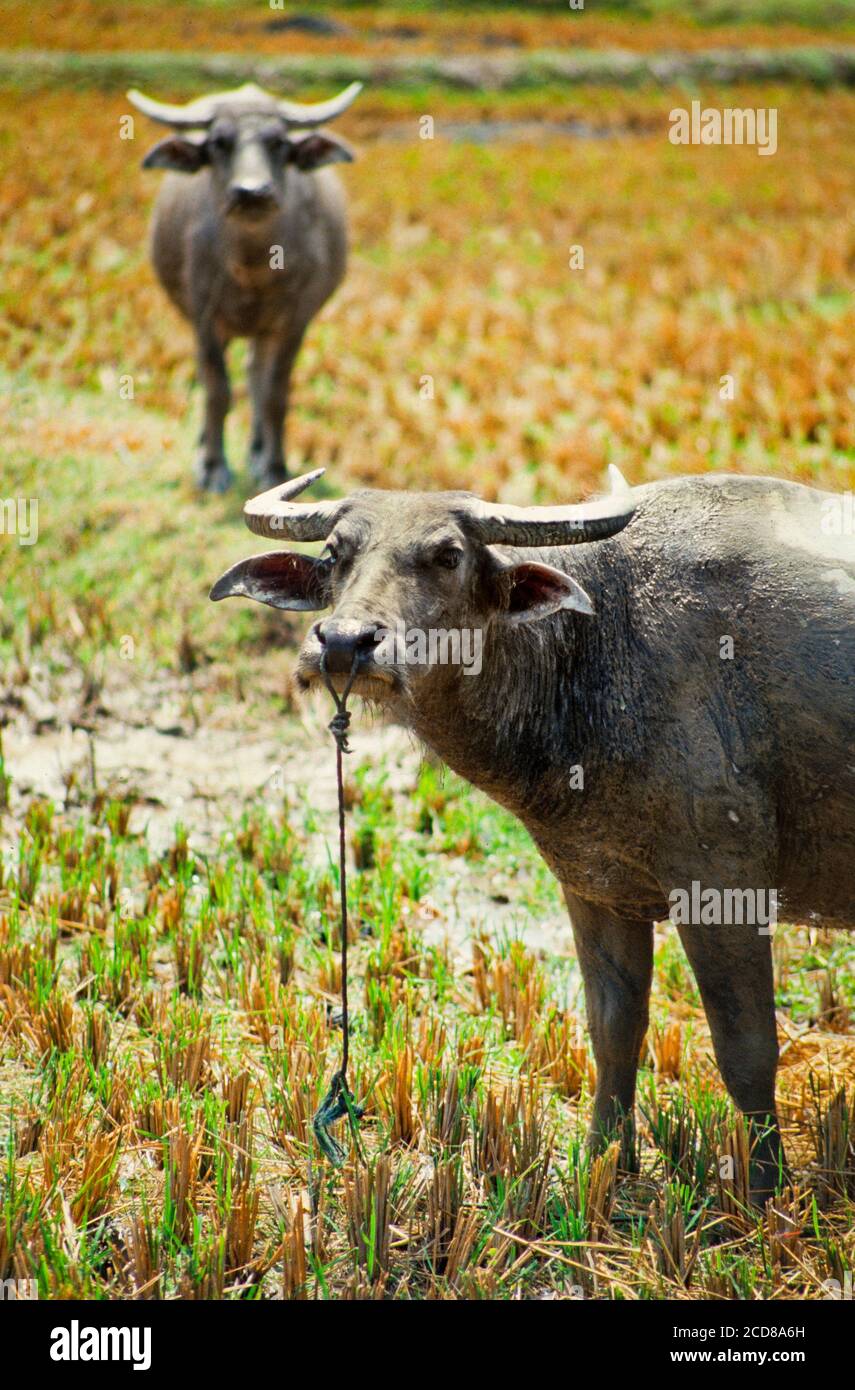 Bufalo d'acqua, Bubalus bubalus, in una padi di riso, principale bestia di fardello, Sud-Est asiatico Foto Stock