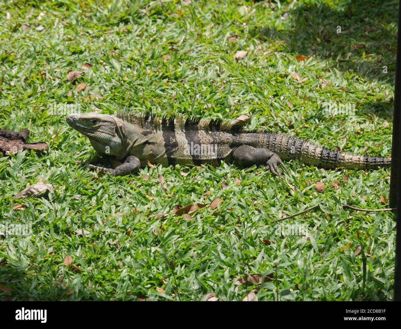 Iguana nera, Tarcoles, Costa Rica. Foto Stock