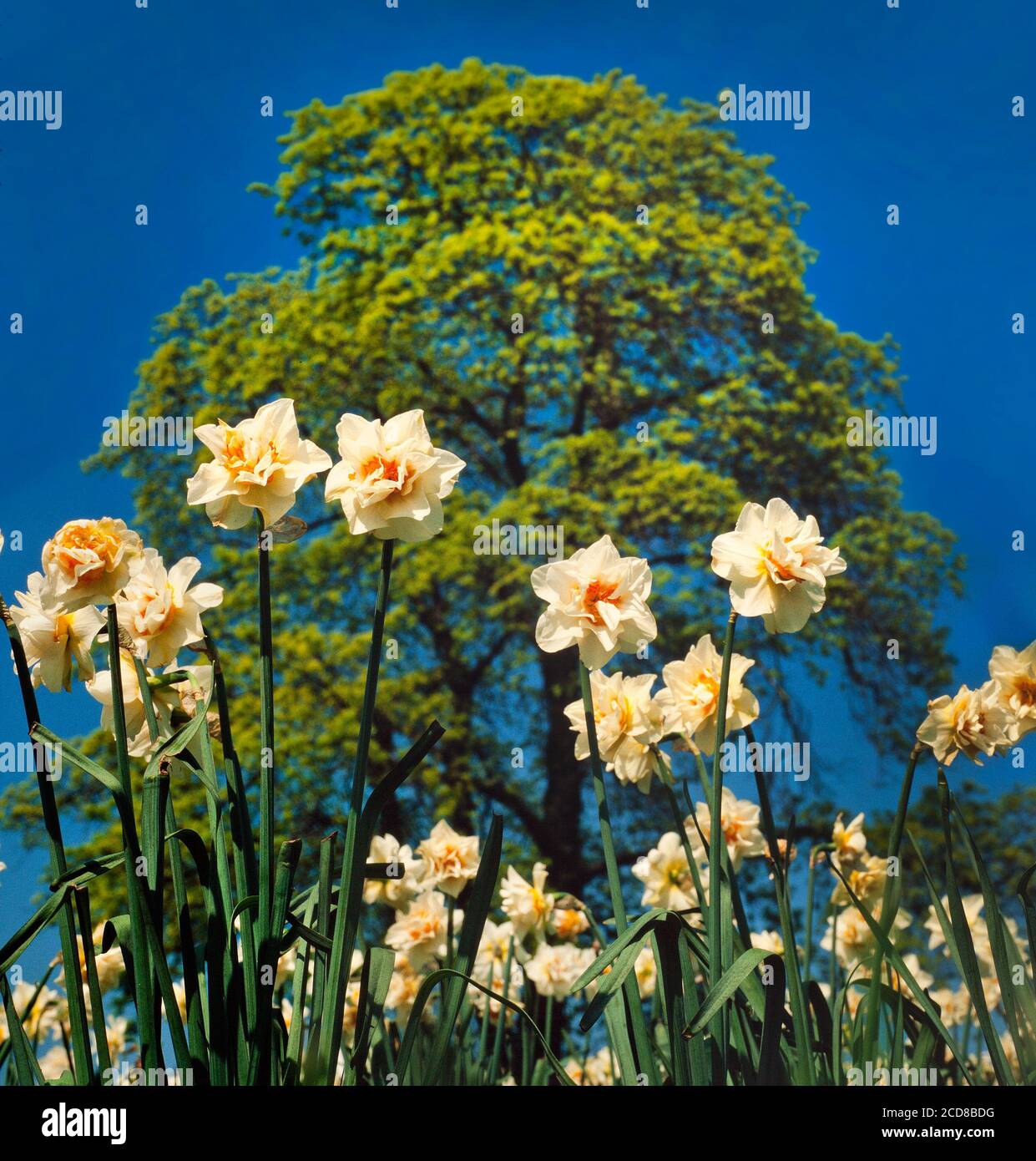 Narcissus ibridi di fiori in pieno sole, primavera Foto Stock