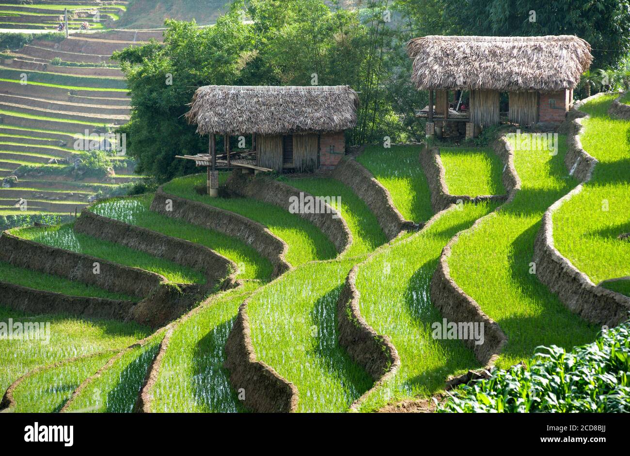 Campi terrazzati di riso, SA Pa, Vietnam Foto Stock