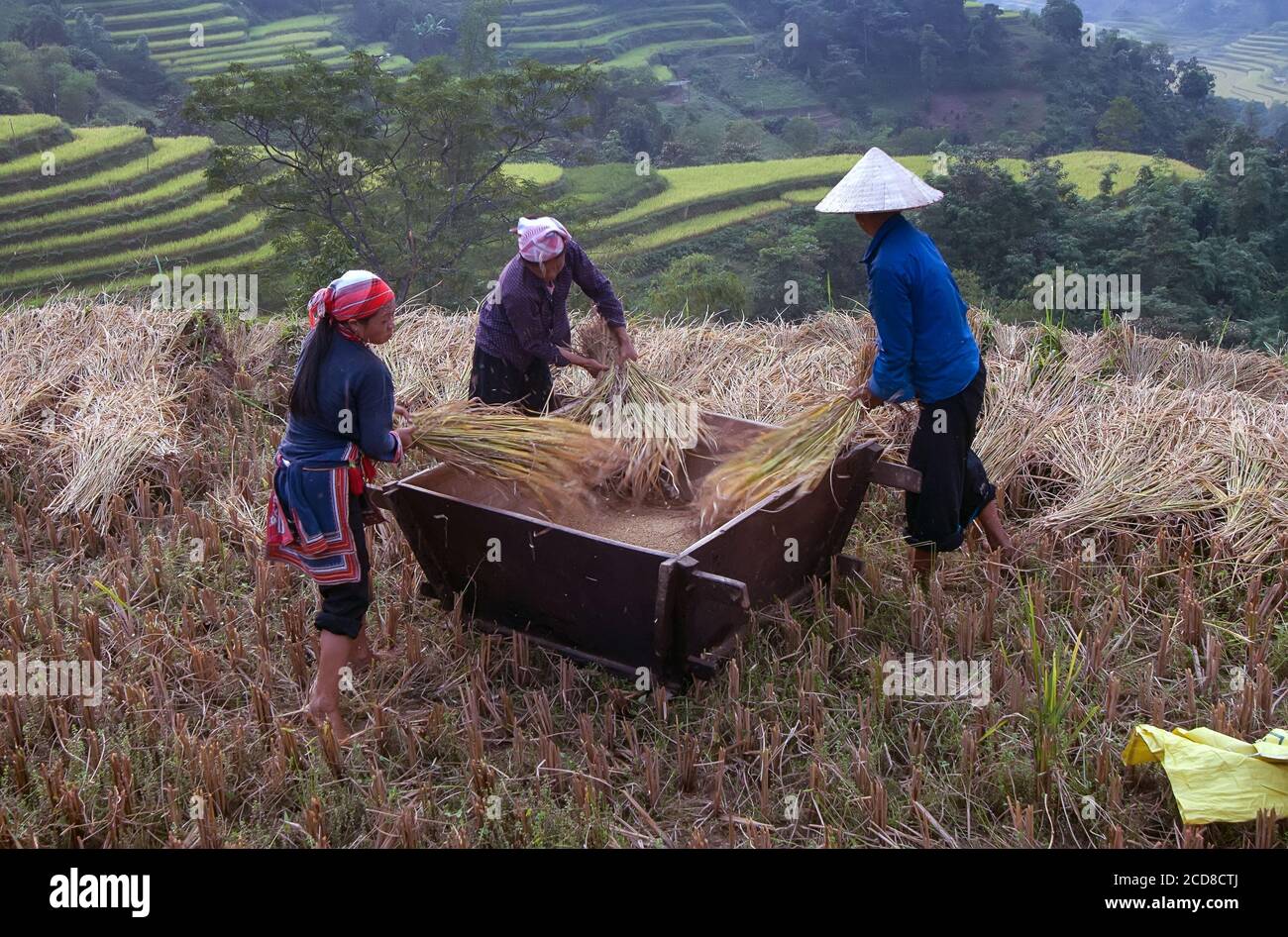 I coltivatori di Hmong, ha Giang dell'altopiano, Vietnam, raccolgono il riso bagnato Foto Stock