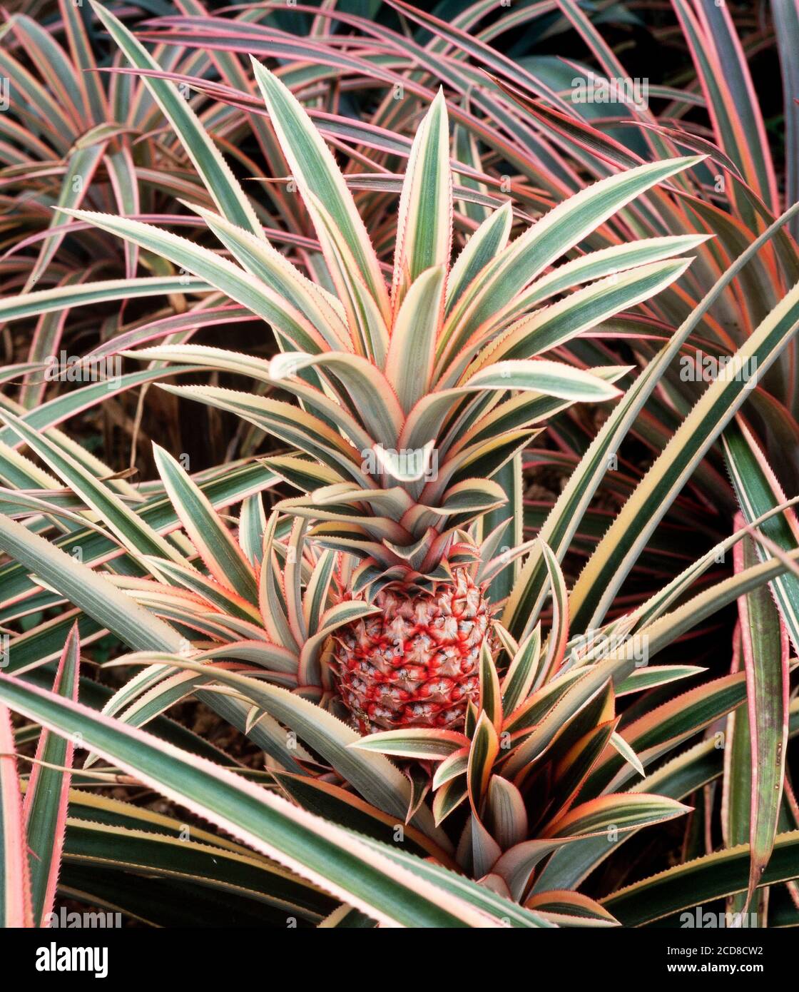 Frutta di ananas, frutta giovane che cresce sulla pianta, Anenas comosus Foto Stock