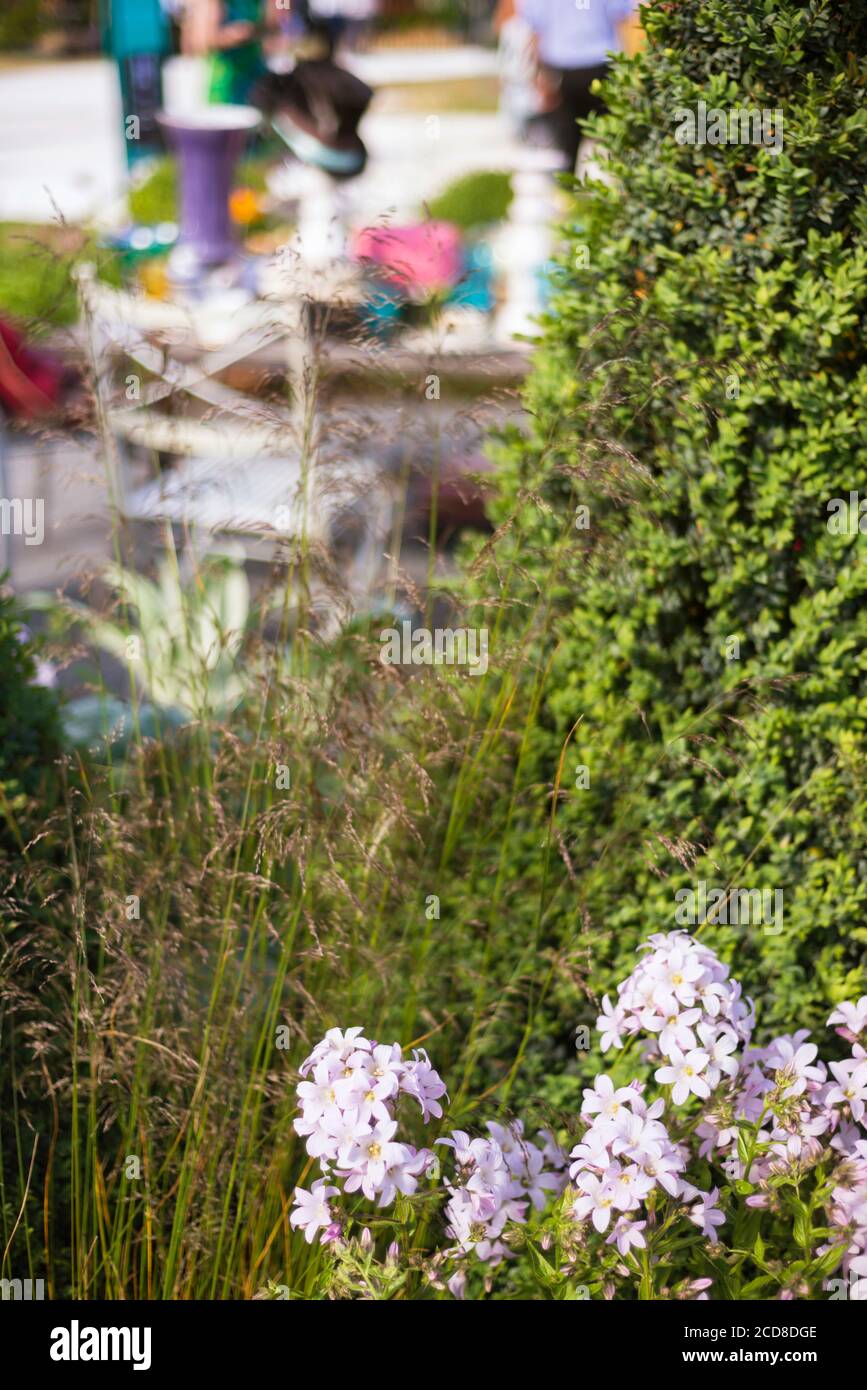 ROSA CAMPANULA LACTIFLORA AL MAD HATTER'S TEA PARTY GARDEN AL RHS HAMPTON COURT PALACE FIORE SHOW 2015 PROGETTATO DI CHARLIE BLOOM Foto Stock