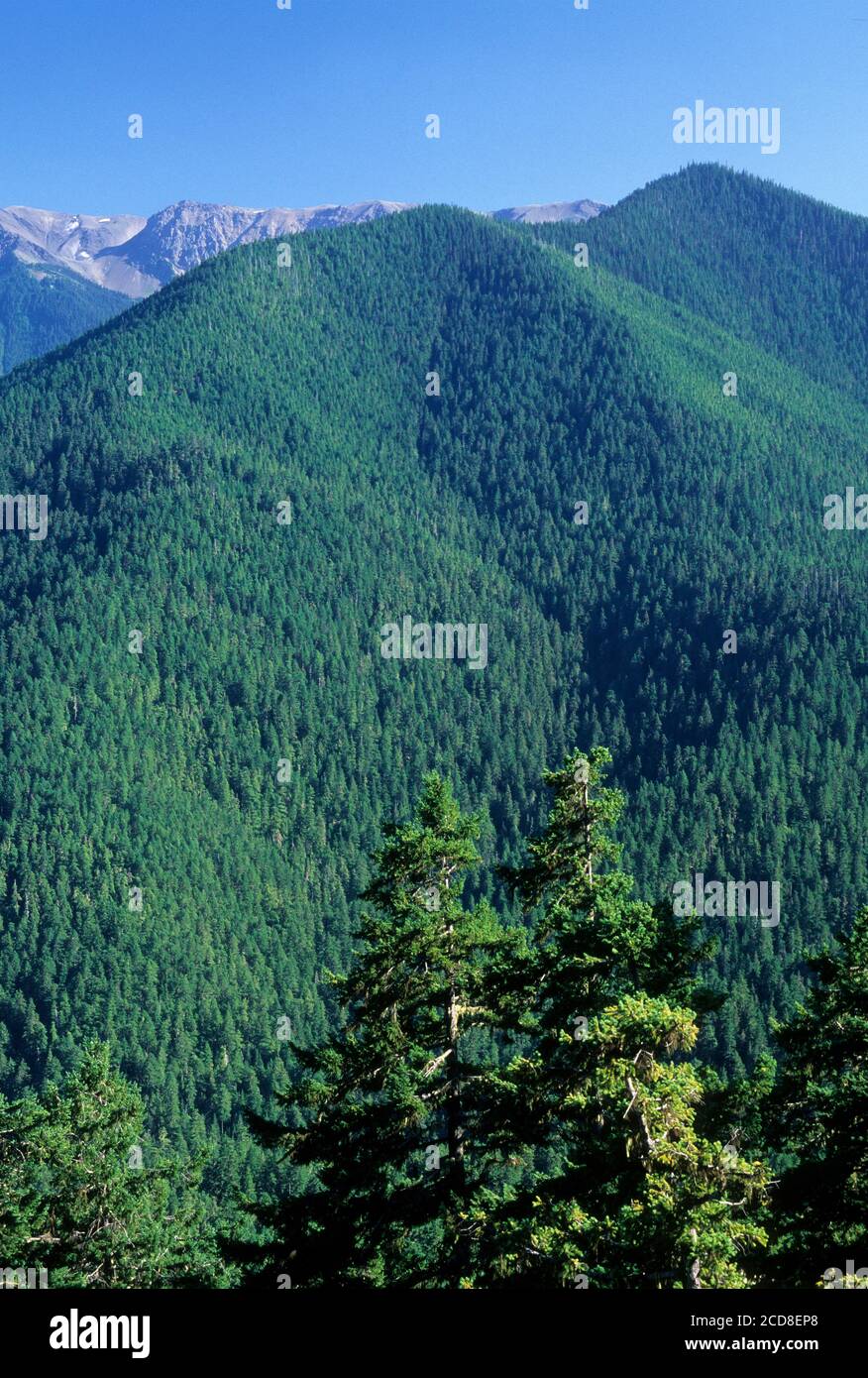 Vista dall uragano Hill Road, il Parco Nazionale di Olympic, Washington Foto Stock