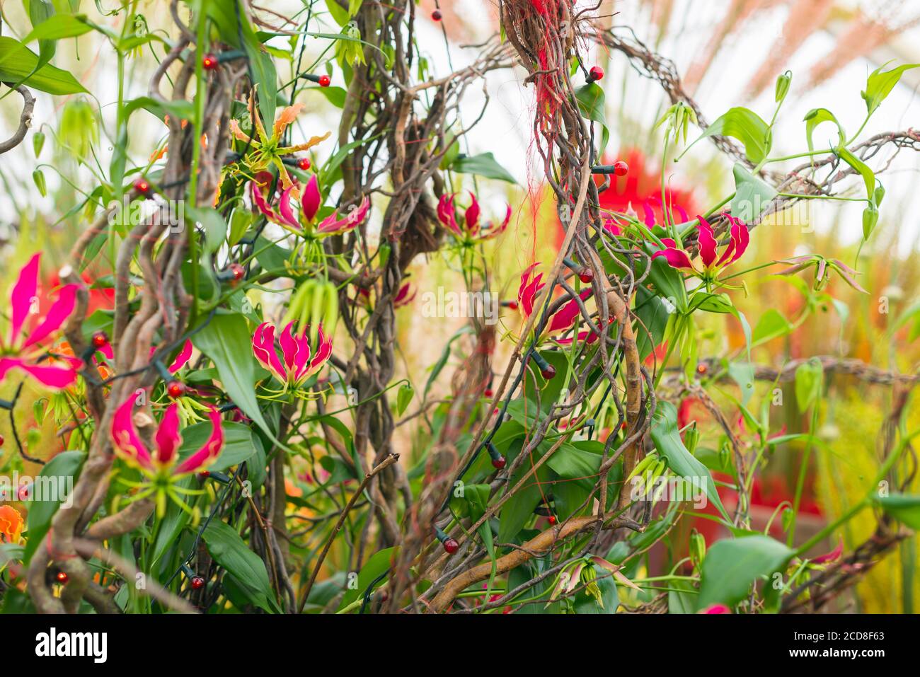 GLORIOSA SUPERBA IN MOSTRA ALLO STAND INTERNAZIONALE JACQUES AMAND AL RHS HAMPTON COURT FLOWER SHOW 2015 Foto Stock
