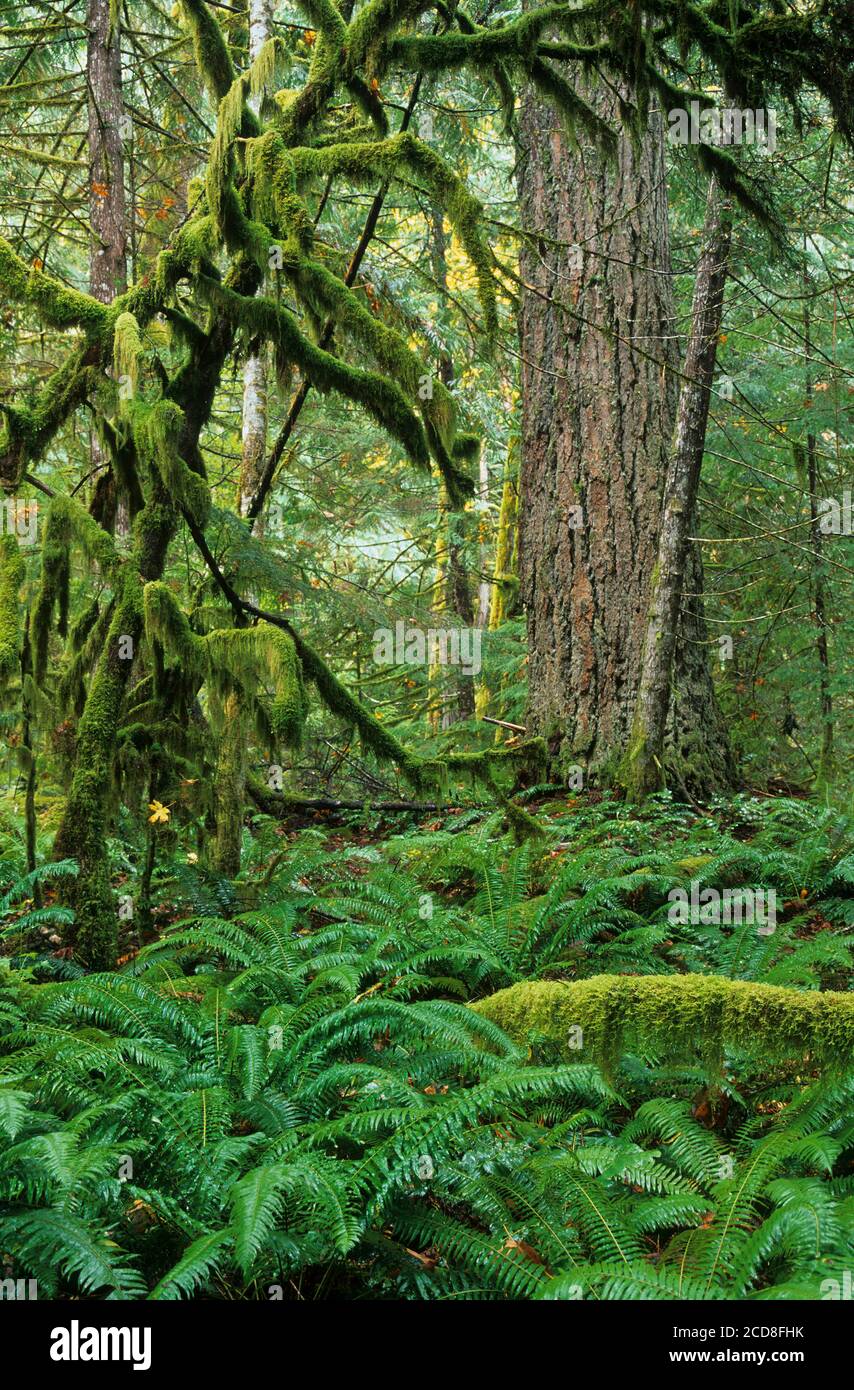 Felci di spada nella foresta su Trail of the Cedars, Ross Lake National Recreation Area, North Cascades National Park Complex, Washington Foto Stock