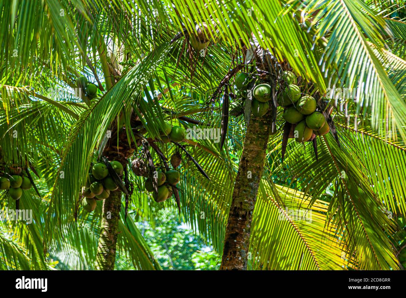 Noce di cocco verdi si ammassano strettamente contro un esile tronco di palma al campo, la luce del sole che filtra attraverso le fronde, Pacuare, Costa Rica. Foto Stock