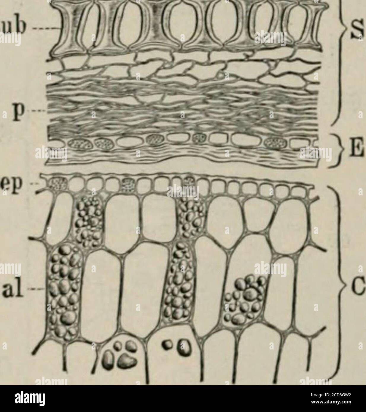 . La microscopia degli alimenti vegetali, con particolare riferimento alla rilevazione dell'adulterazione e alla diagnosi delle miscele. Le ultime specie denominate.le cellule della colonna {suh) sono a forma di clessidra. BIBLIOGRAFIA generale, pp. 671-674: Harz 18); Tschirch u. Oestcrlc (40). FAGIOLO DI SOIA. Numerose varietà di soia o di soia {Glycine hispida Maxim^Soja hispida jMoench), nativi dell'Oriente, arco coltivato in Cina e Giappone per il seme altamente nutriente, ein Europa e in America per il foraggio come bene per il seme. Il seme giallo, marrone o nero (5-10 mm.) di alcune varietà è nearlyglobu Foto Stock