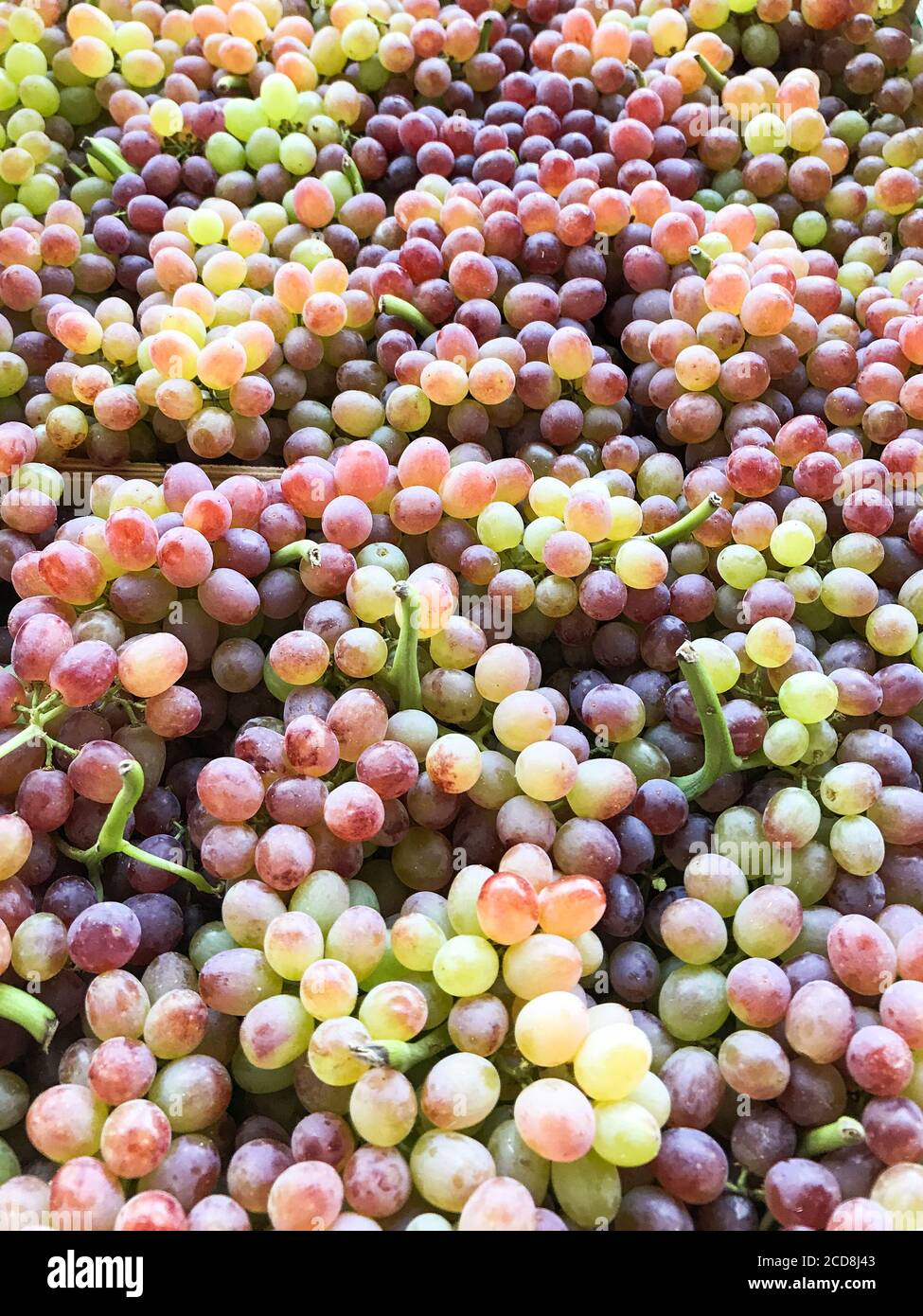 Primi mesi estivi vendemmia uve rosa chioccia, verticale. Foto Stock