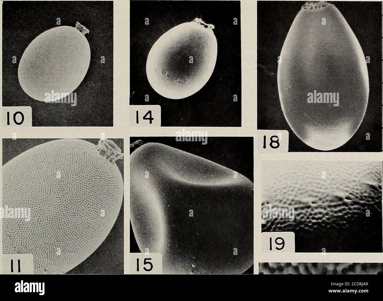 . Memorie della American Entomological Society . luce spaziale nter-ocellare. Lieve cresta occipitale, con piccole spinole sparse sul dorso della testa.pronotum frangiato con peli corti; peli lunghi intervallati, tranne un margine anteriore (Fig. 5). Terga addominale con 3 strisce longitudinali e 8 ventre di punti longitudinali (talvolta assenti), 2 mesali e 3 laterali. Femora andtibiae con frange dorsali di capelli lunghi e fini, e tarsi con frange più corte. Posteriormargin di segmenti di cereali cerchiati con piccoli peli di stout; la frangia dorsale di shorthairs diventa progressivamente segmenti più lunghi 13-1 Foto Stock