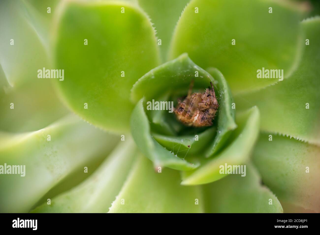 UN RAGNO SI TROVA AL CENTRO DI UN EONIO VERDE Foto Stock