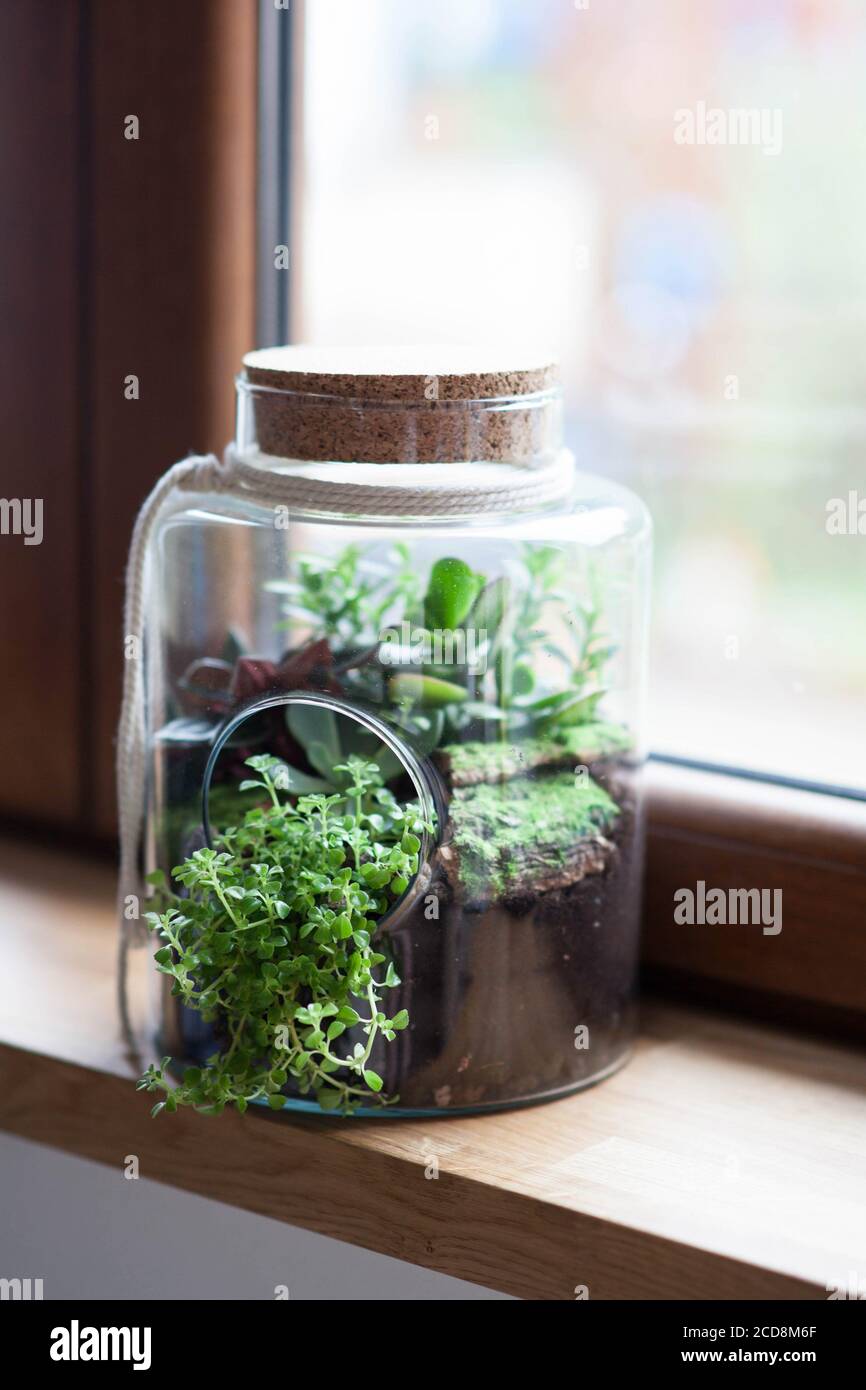 composizione decorativa di succulenti verdi in vetro chiamato foresta in un vaso sul davanzale in legno Foto Stock