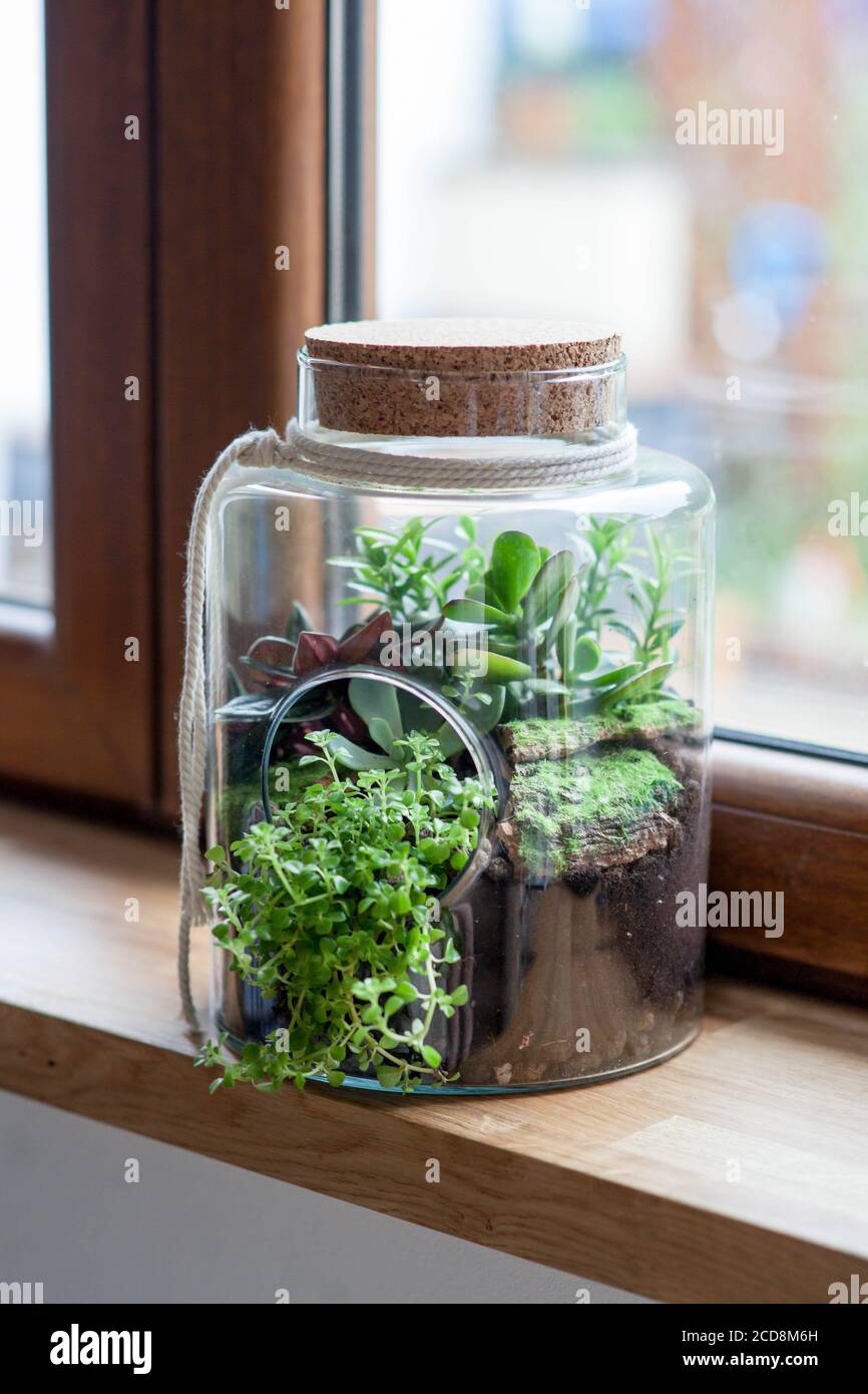 composizione decorativa di succulenti verdi in vetro chiamato foresta in un vaso sul davanzale in legno Foto Stock