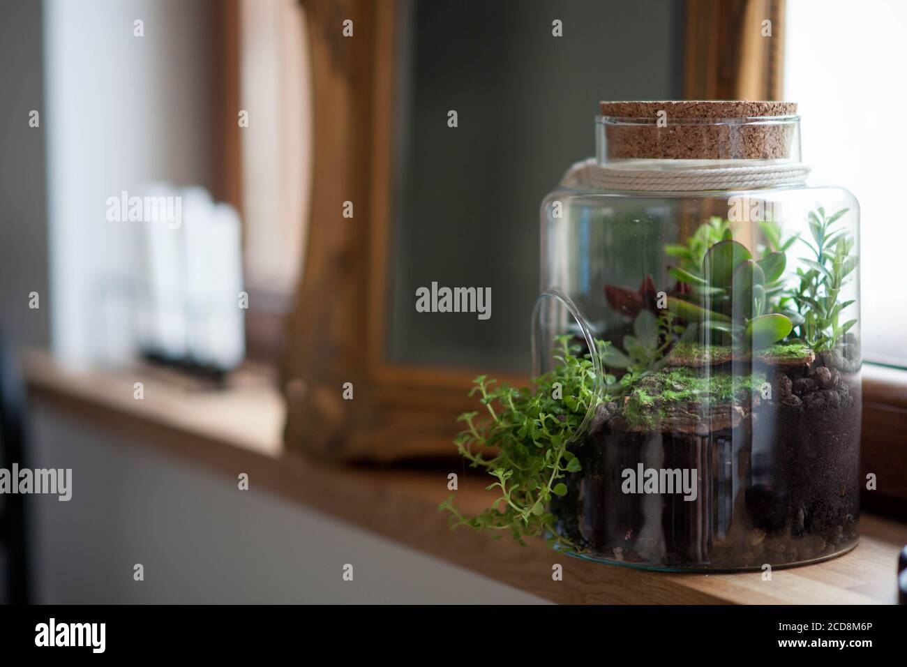 composizione decorativa di succulenti verdi in vetro chiamato foresta in un vaso sul davanzale in legno Foto Stock