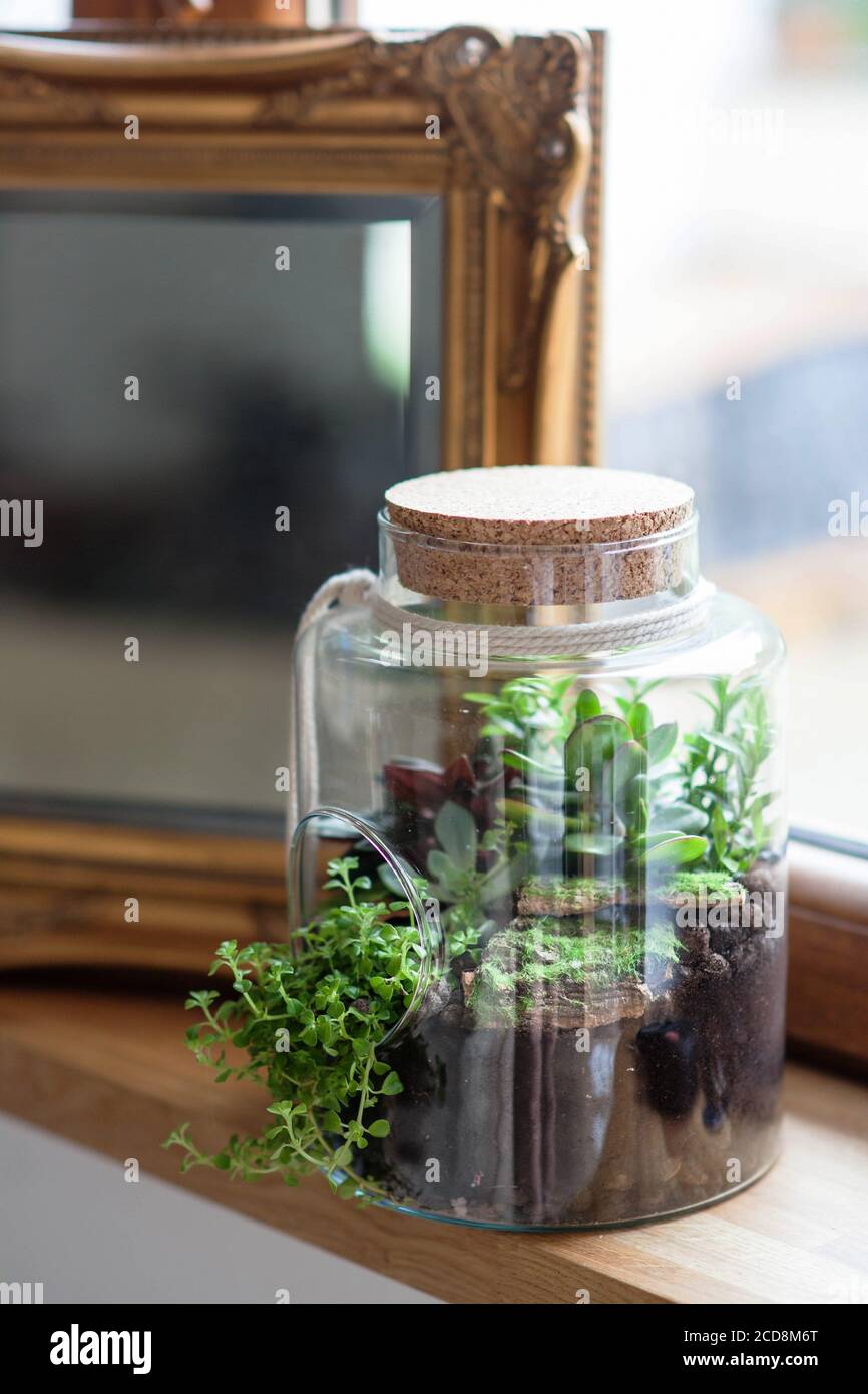 composizione decorativa di succulenti verdi in vetro chiamato foresta in un vaso sul davanzale in legno Foto Stock