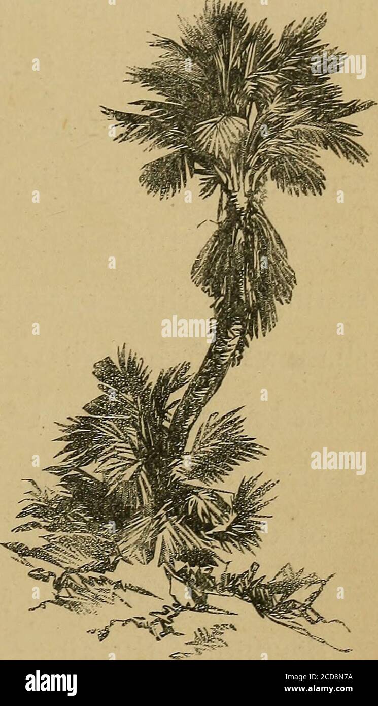 . Artisti e arabi : o, disegnando sotto il sole . nguish fra la resa vera e convenzionaldella forma, del colore e del carattere, delle palme, delle aloe e dei cactus? Prima della palma. Non scopriamo presto quanto di bellezza, di forza suggerita, di grazia, di leggerezza e varietà di colore e di tex-ture, c'è in questo unico gambo, che veniamo invano trito raffigurare in un'incisione di legno, di quanto avessimo previosamente qualsiasi concezione di; E come i tofacts opposti sono i metodi convenzionali di disegno Cap. VI. ALOE E PALME. 121 palme (spesso con un gambo diritto e foglie uniform che assomiglia ad una f Foto Stock