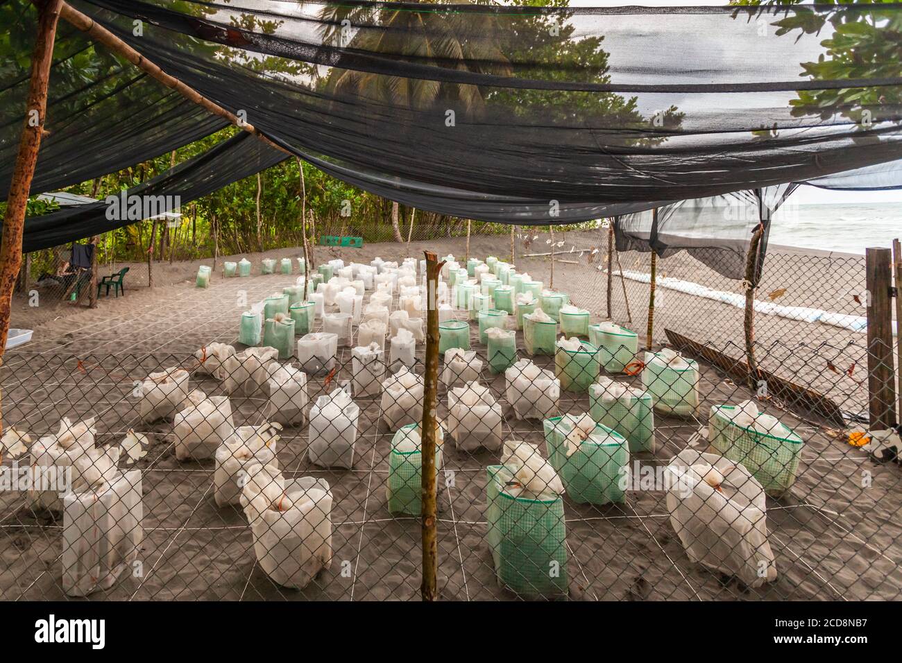 Vivaio di Biosfera Citizen Scientist Project Camp per salvare le tartarughe marine a Reventazón, Costa Rica Foto Stock