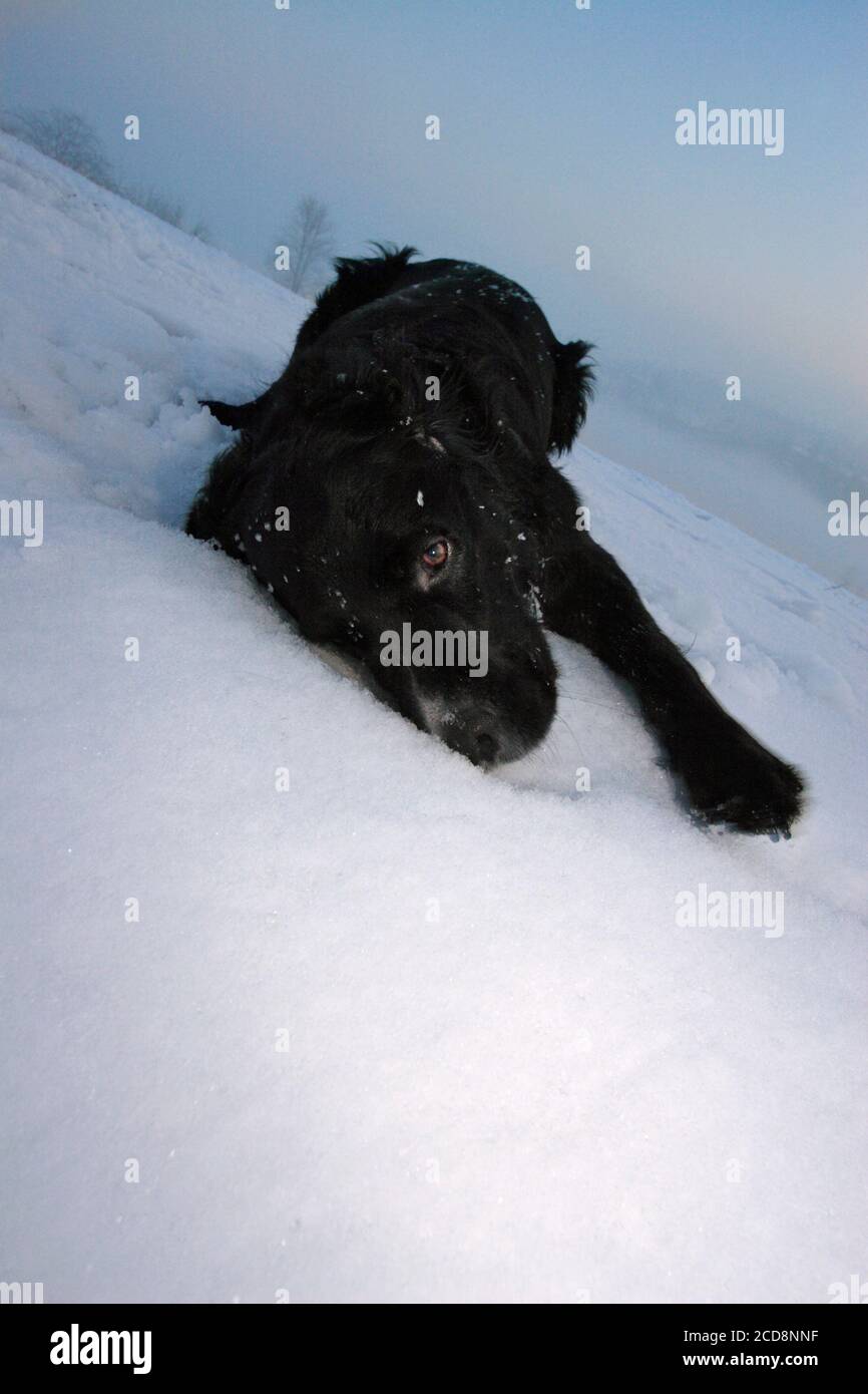 Un cane nero gioca sulla neve Foto Stock