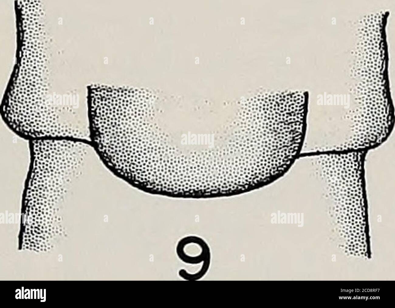 . Memorie della American Entomological Society . Figure 3-9. longiseta. 3. testa e pronoto adulti (scala: 1 mm = 0,05mm). 4. vescicola maschile e 8° sterno (1 mm = 0,03 mm). 5. anafonia e pronoto (1 mm = 0,06 mm). 6. terminali maschi, aspetto dorsale (1 mm = 0,03 mm).7. Aedeagus maschile, aspetto laterale, A. fascia posteriore-ventrale di piccole spin-ulae fini simili ai capelli, B. fascia mesale di spinulae corte, C. processi tubolari posteriori, lobi posteriori D.odorsal, lobi anterodorsali E. (1 mm = 0,02 mm). 8. paraproct maschio, aspetto laterale (1 mm = 0,01 mm). 9. piastra subgenitale femminile (1 mm = 0,03 mm). MEM. R Foto Stock