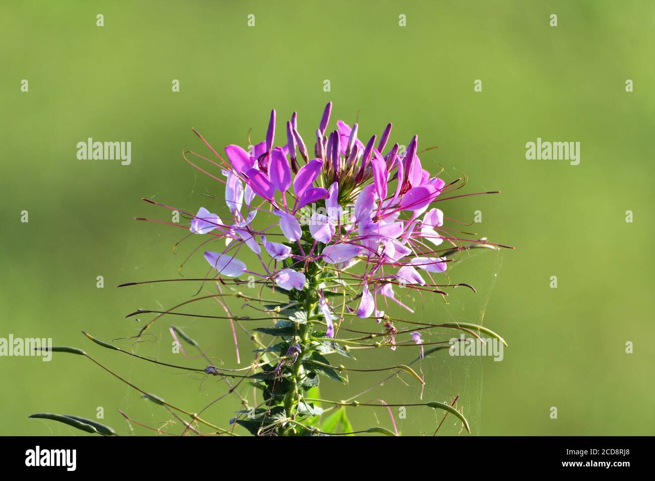 Rosa Spider Giglio Fiore con sfondo verde giallastro Foto Stock