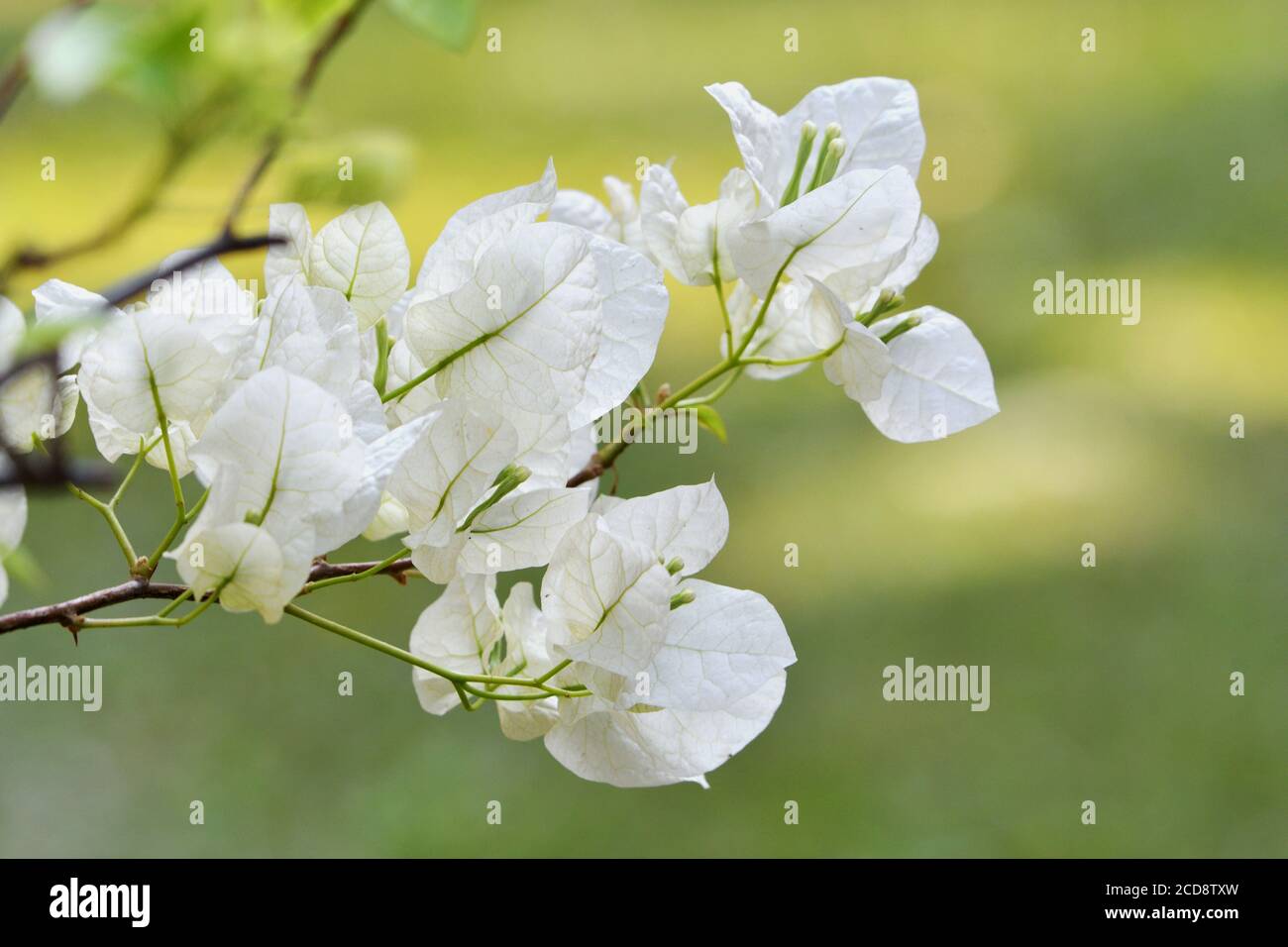 Bougainvillea bianca con sfondo verde giallastro Foto Stock